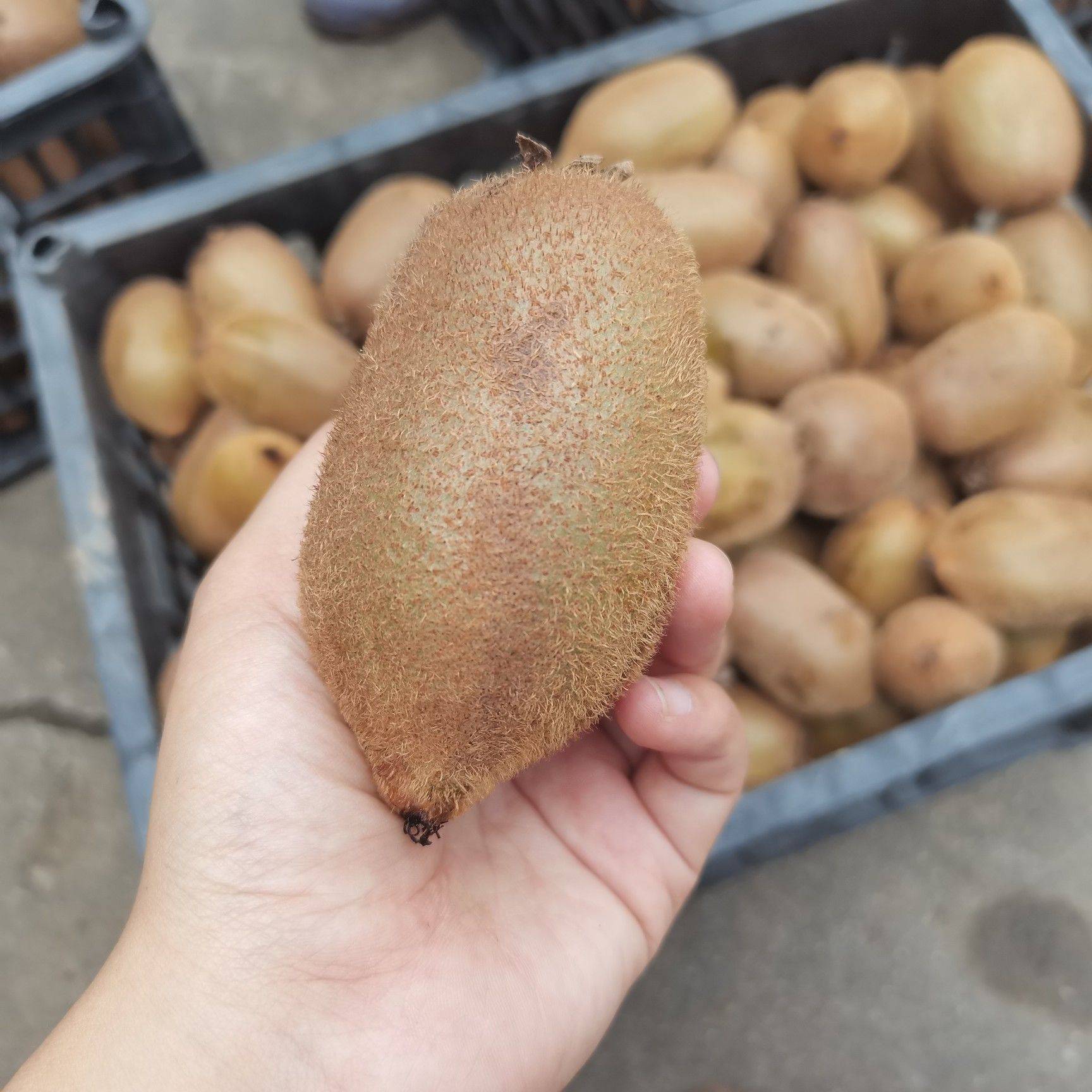 迷糊桃，吃完不迷糊