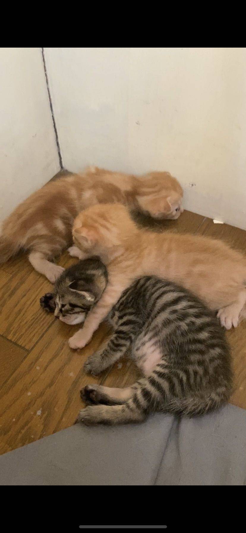 三只刚出生不到一个月的小猫，还有猫妈妈寻求领养_1