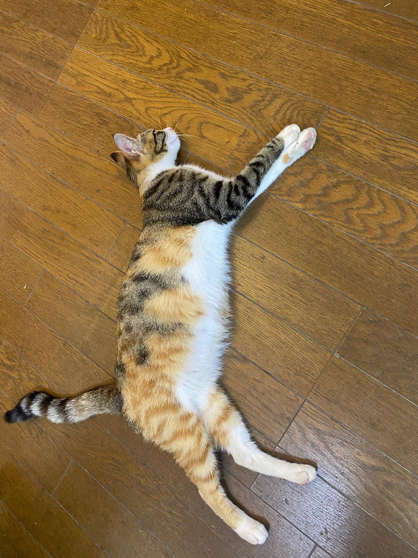 三只刚出生不到一个月的小猫，还有猫妈妈寻求领养_0