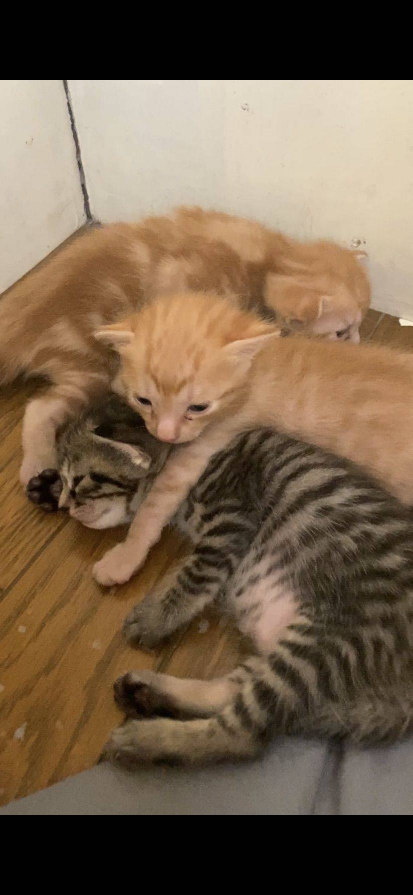 三只刚出生不到一个月的小猫，还有猫妈妈寻求领养_2