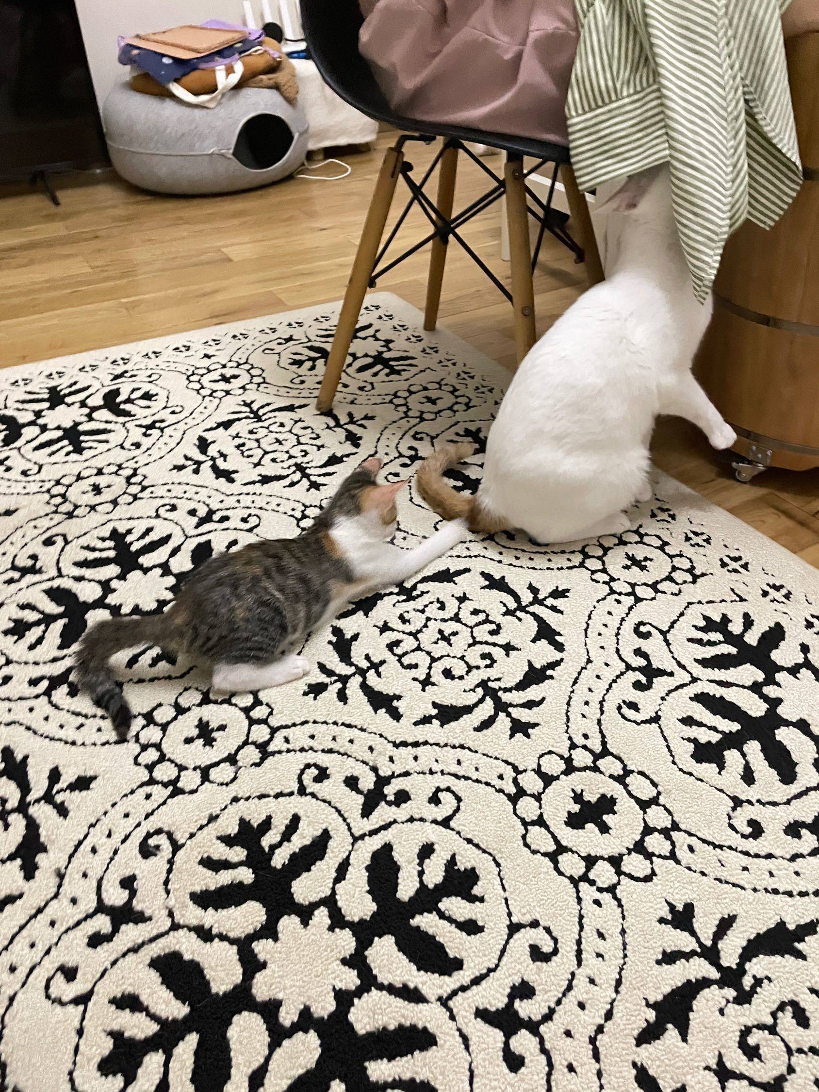 小三花妹妹求领养