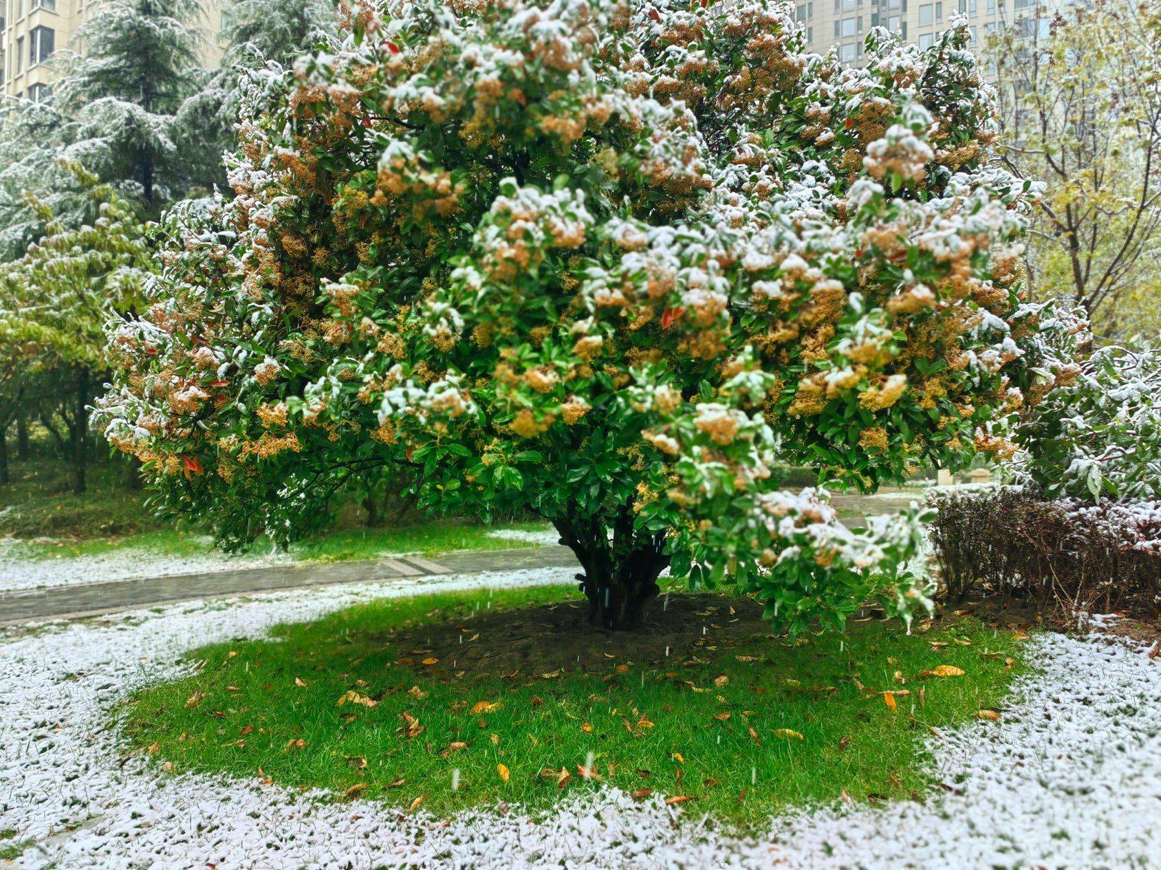 西安的第一场雪❄️
