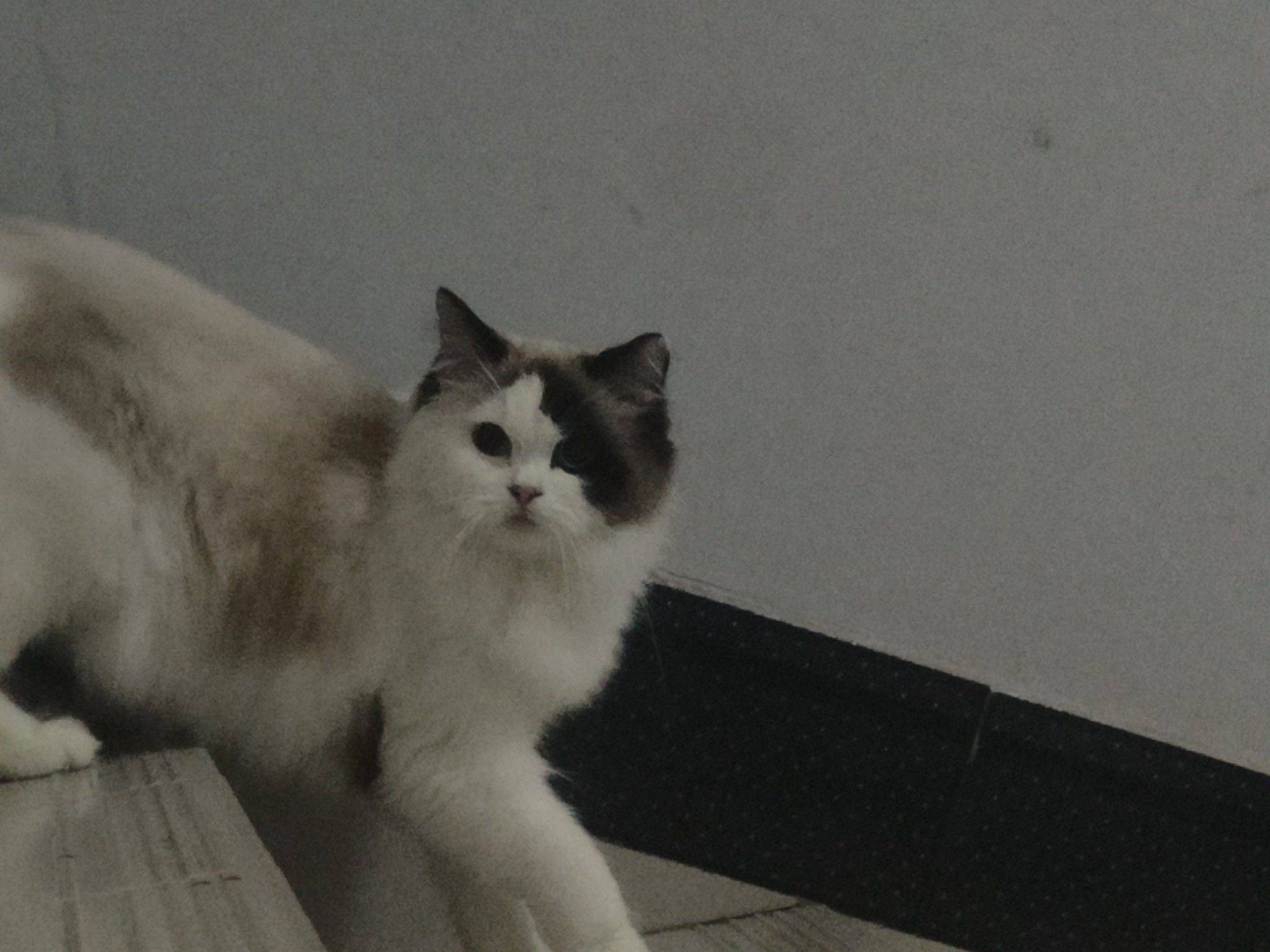 猫猫寄养_4