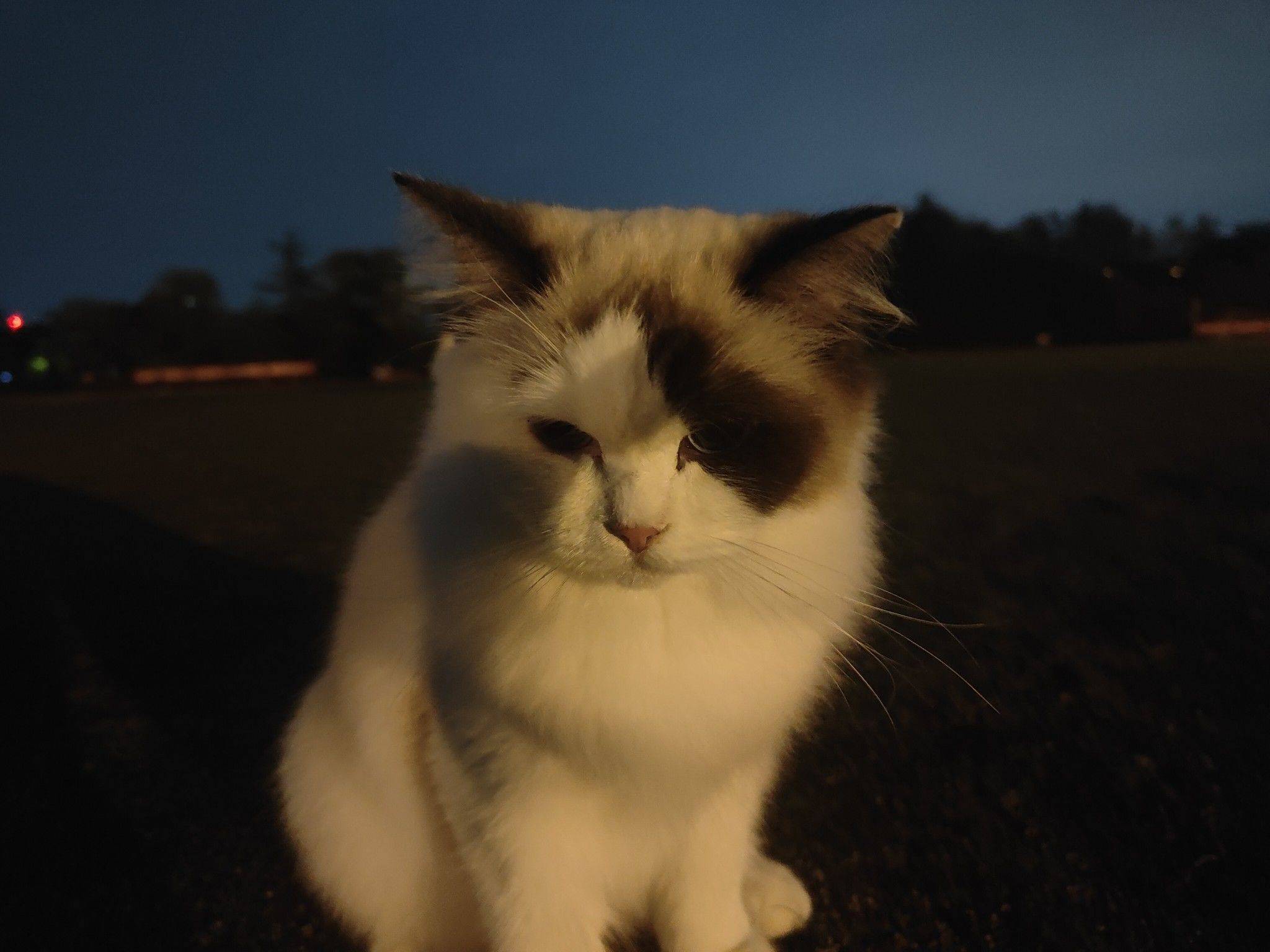 猫猫寄养_3