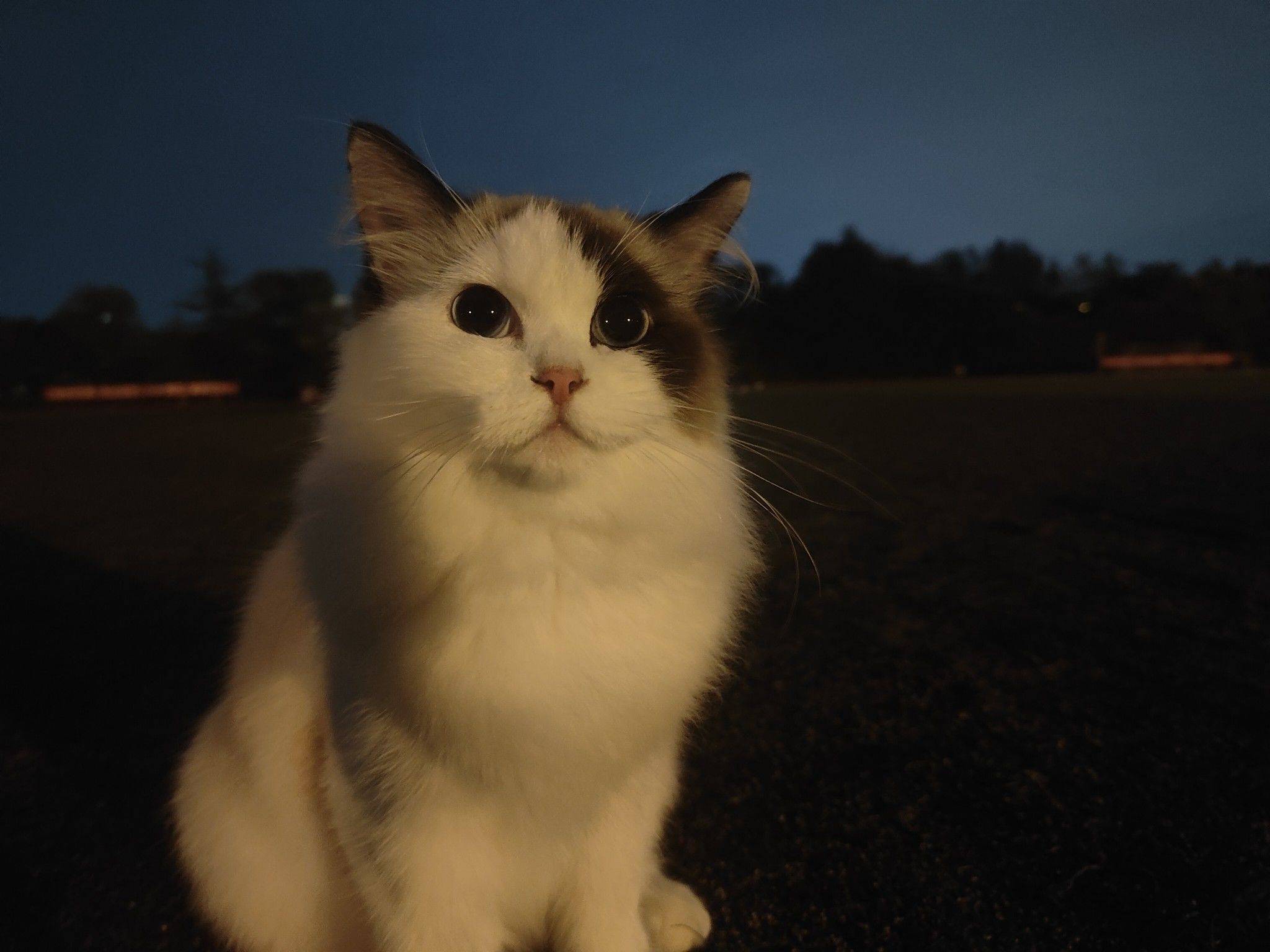 猫猫寄养_2