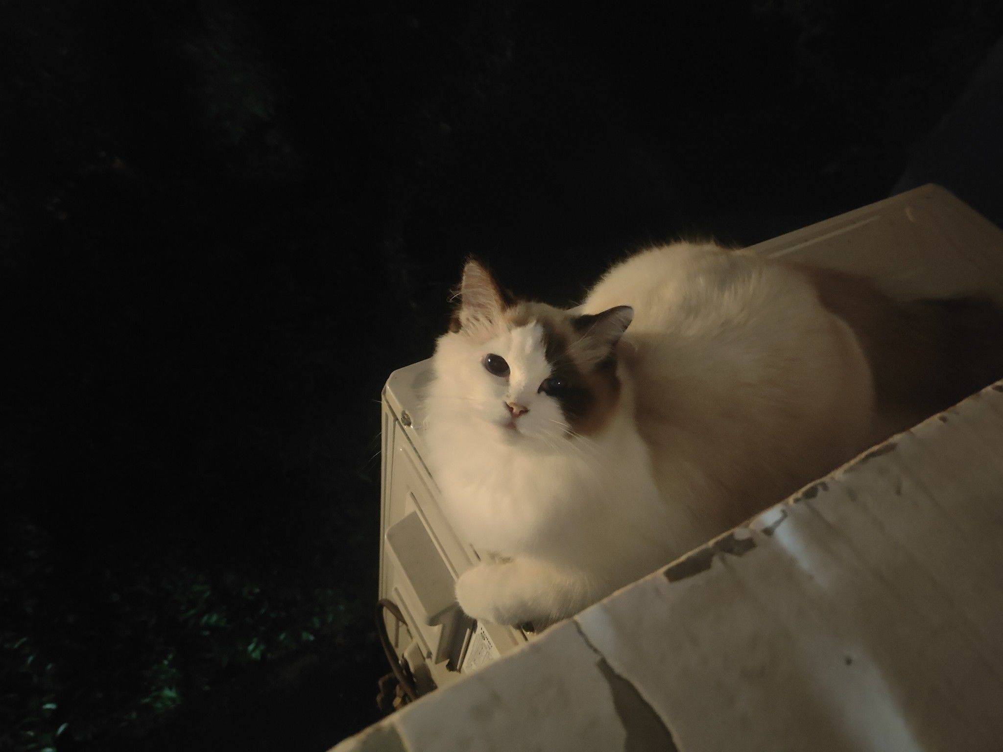 猫猫寄养_1
