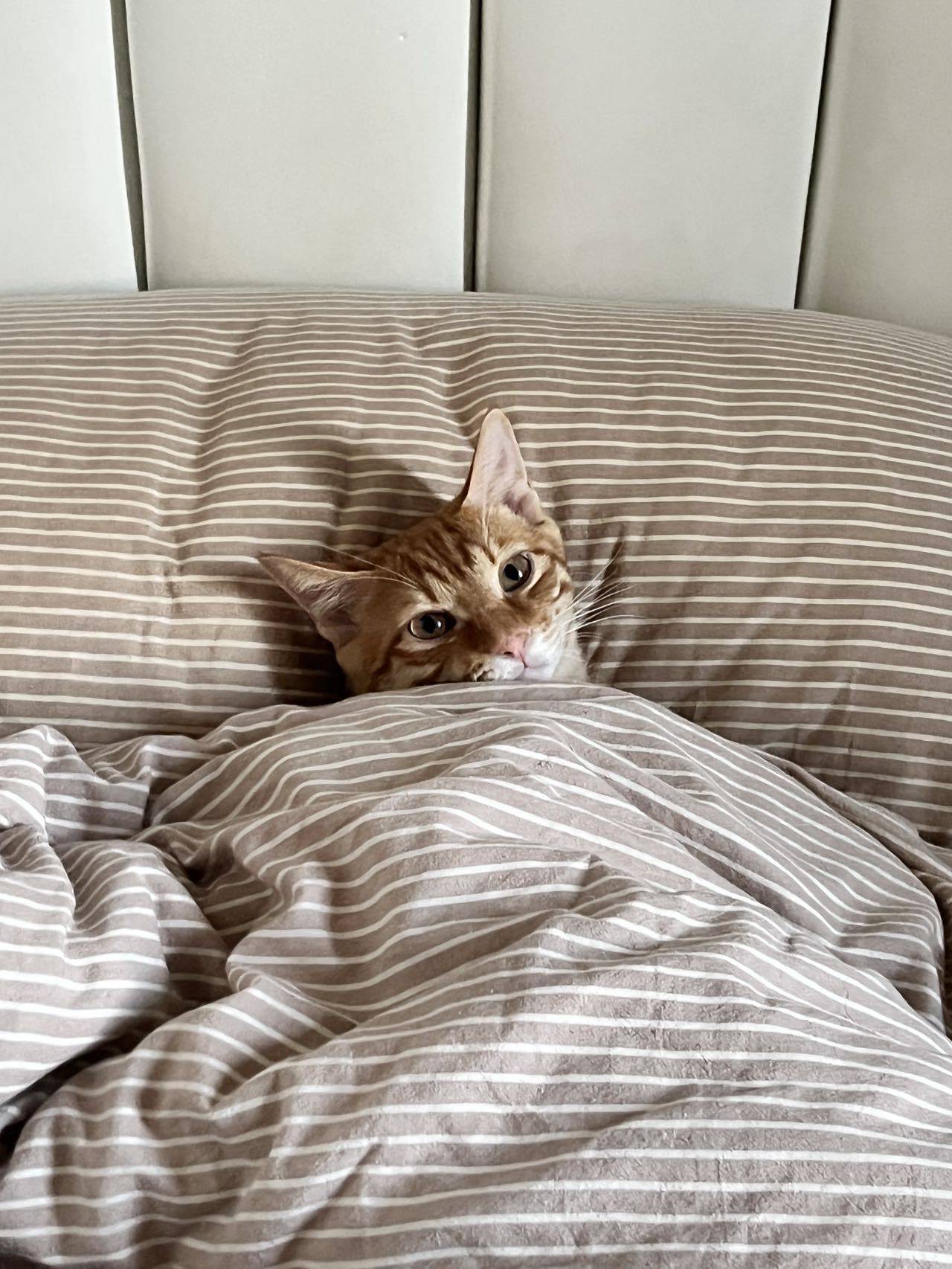 橘猫一岁弟弟找领养