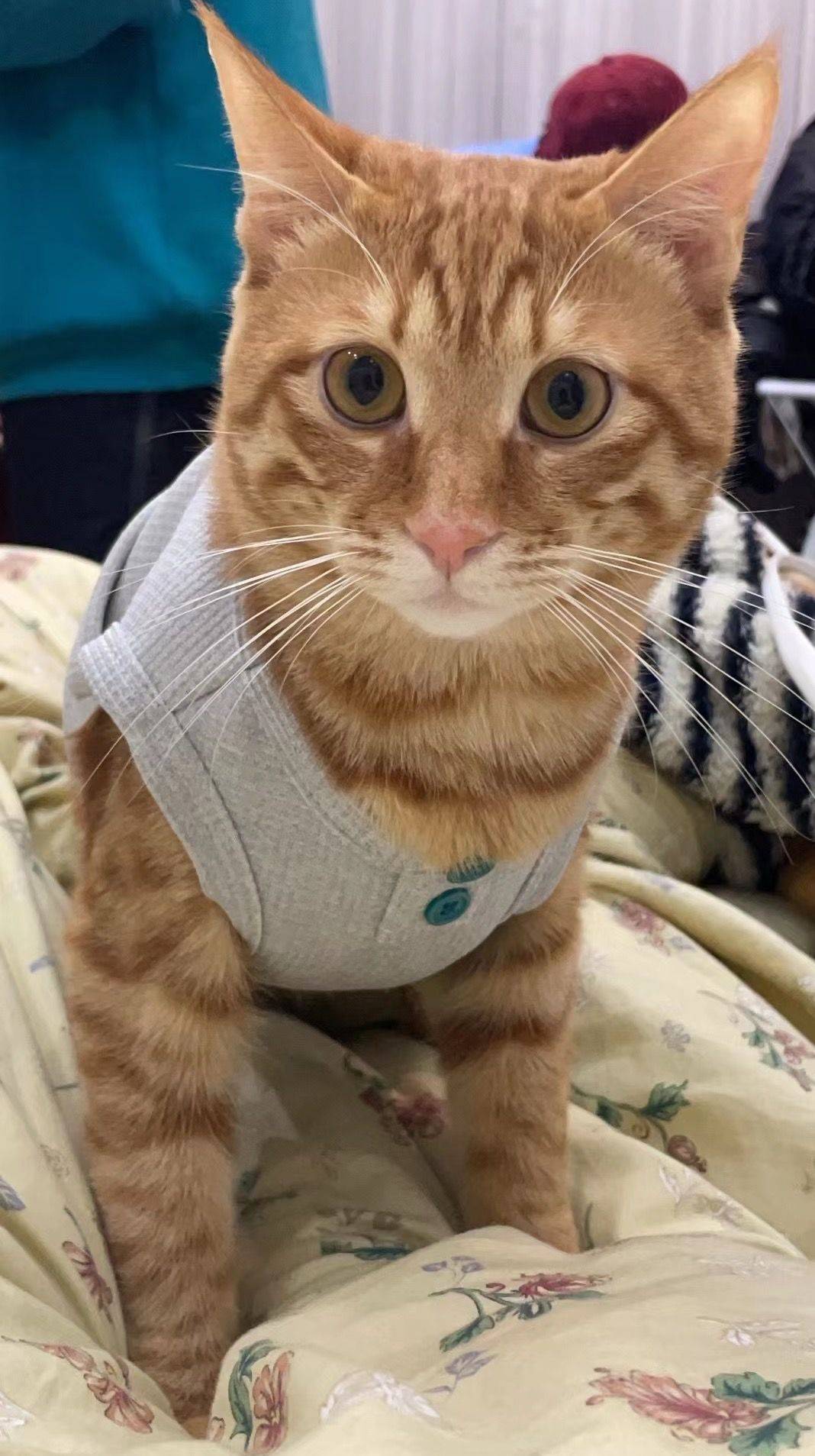 橘猫一岁弟弟找领养