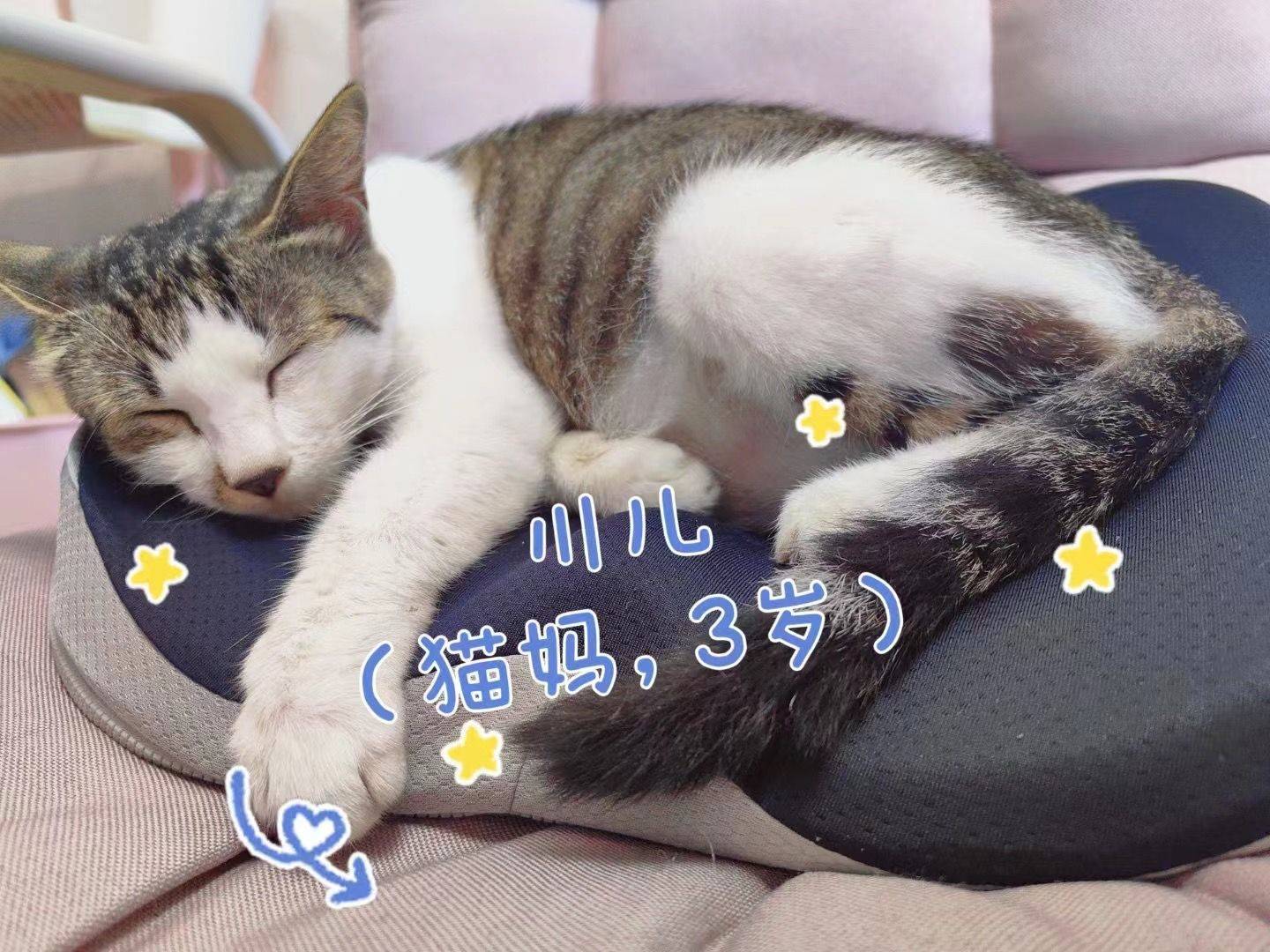 求领养，免费！_4