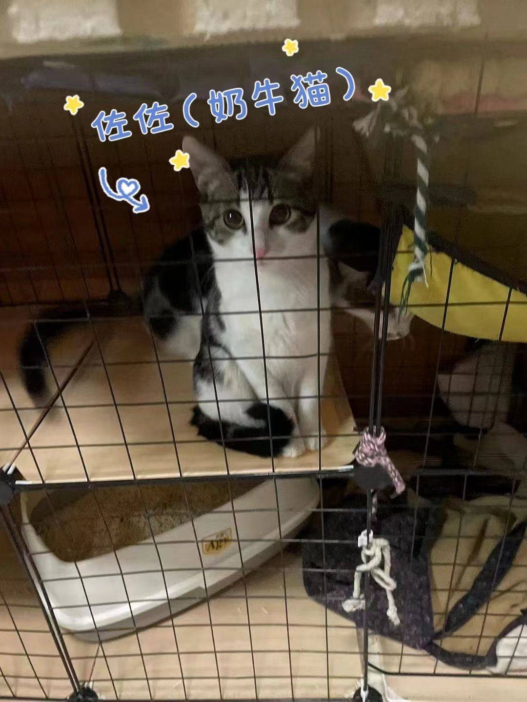 求领养，免费！_3