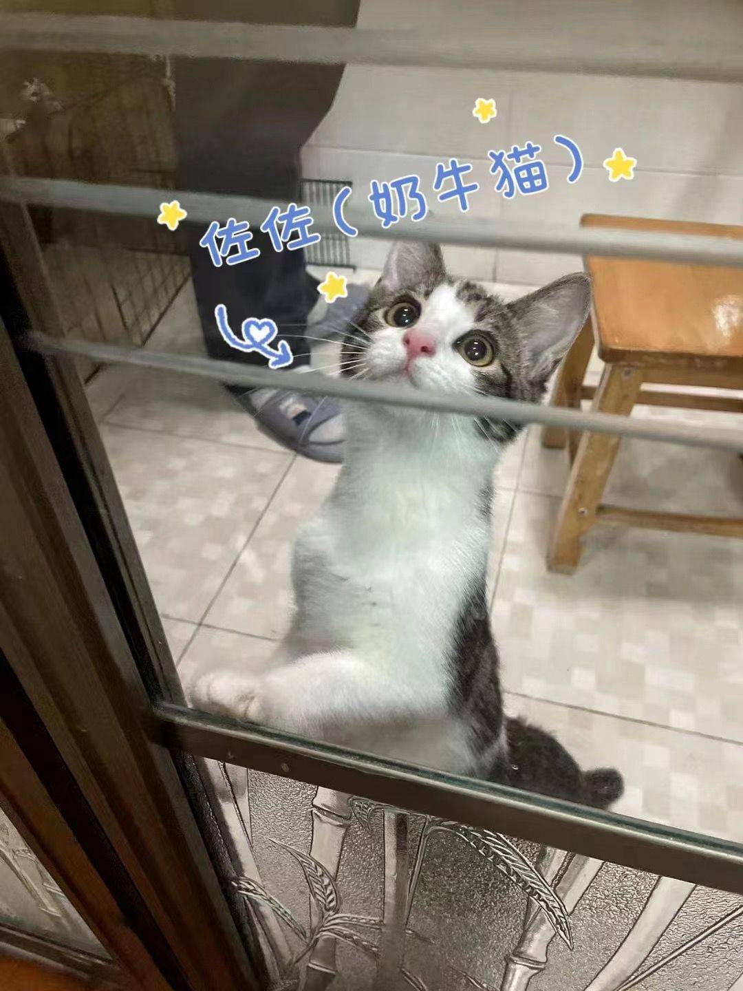 求领养，免费！_0
