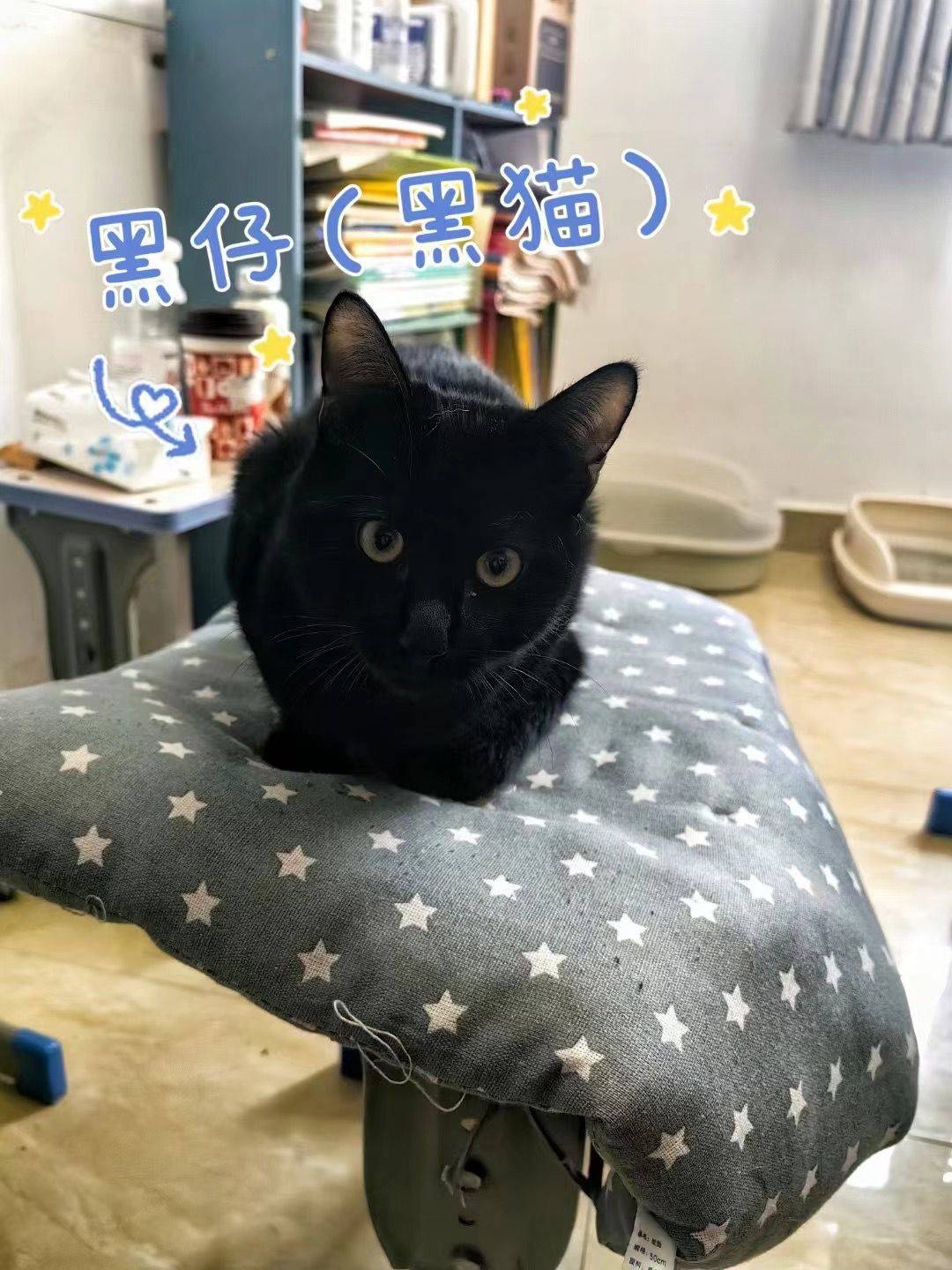 求领养，免费！_1
