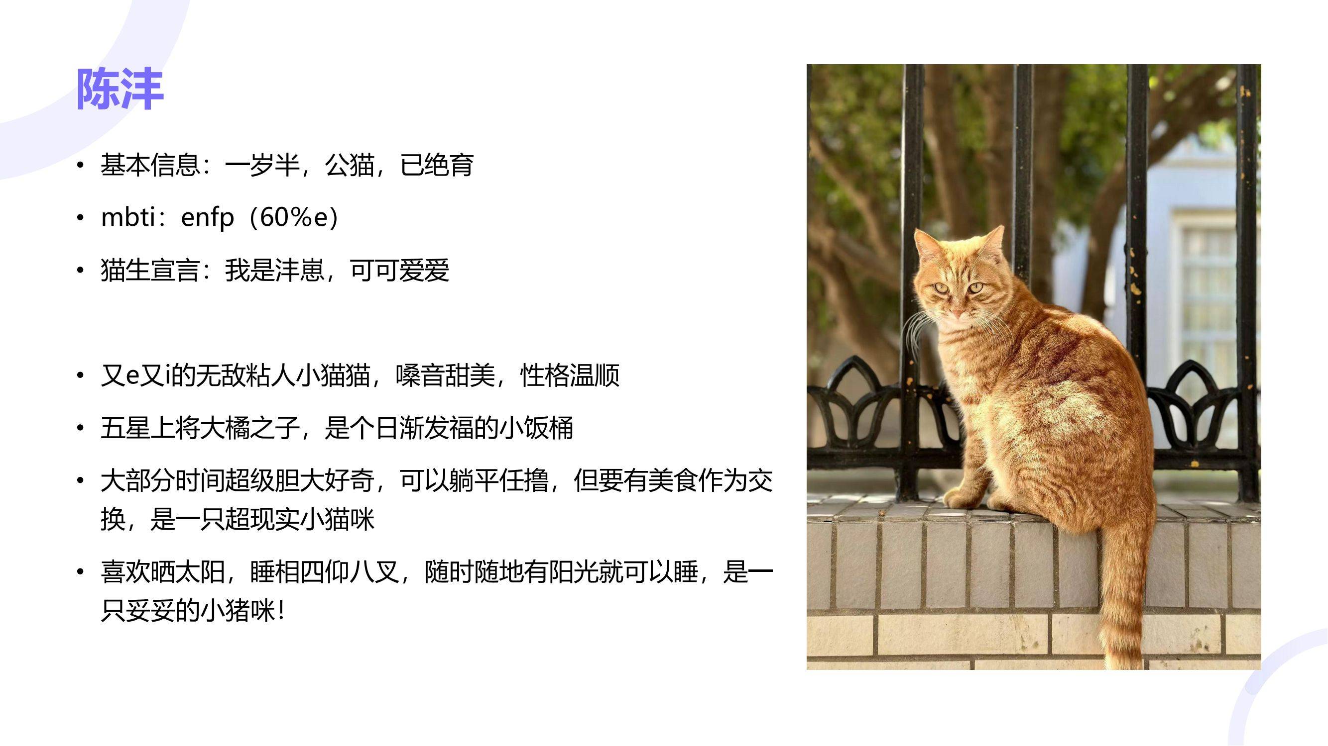 读过大学的猫咪找领养咯！