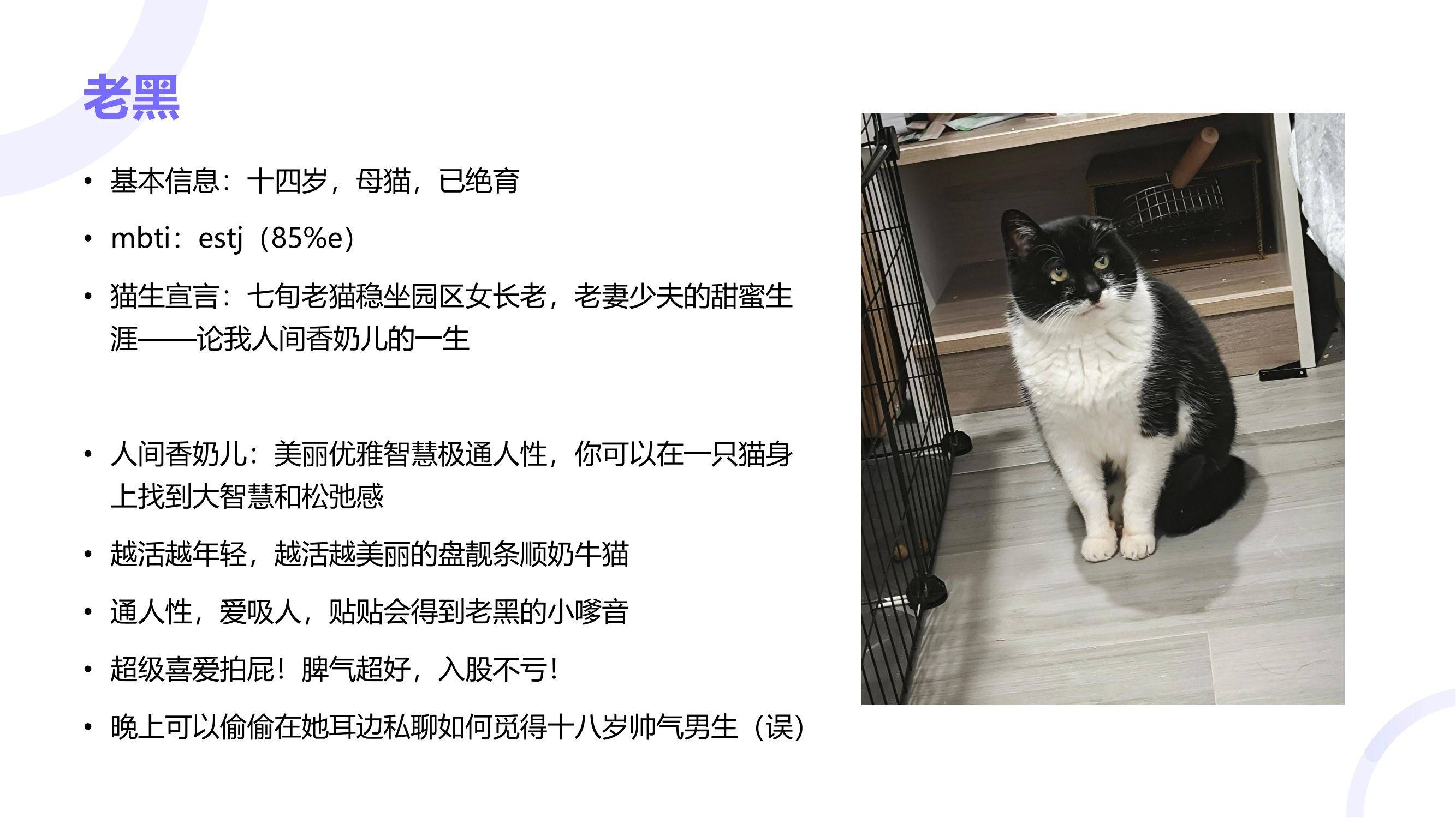 读过大学的猫咪找领养咯！