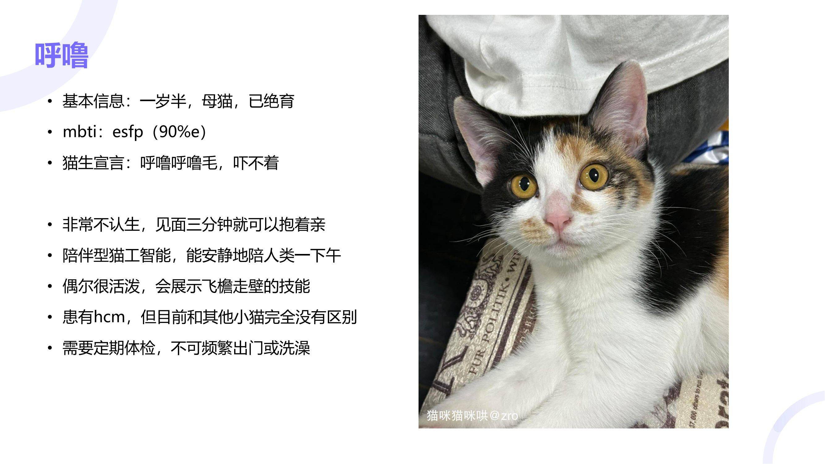 读过大学的猫咪找领养咯！