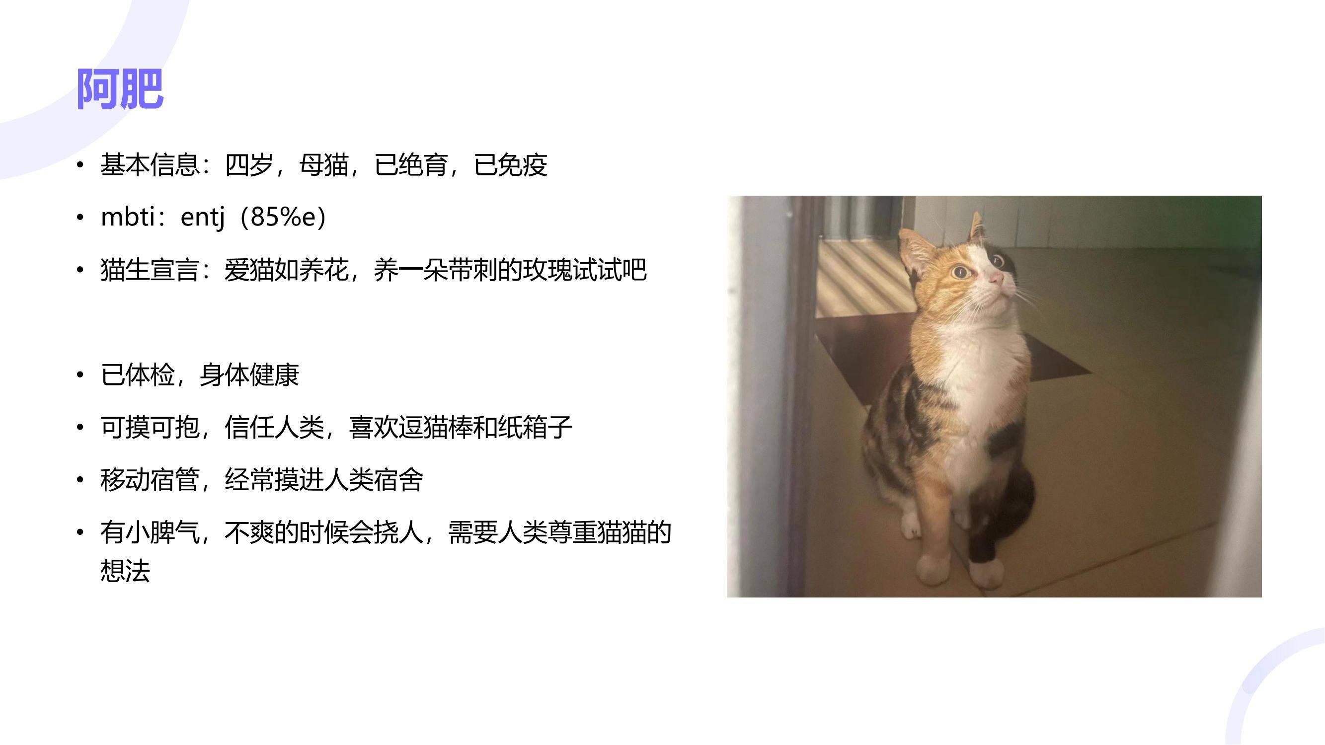 读过大学的猫咪找领养咯！