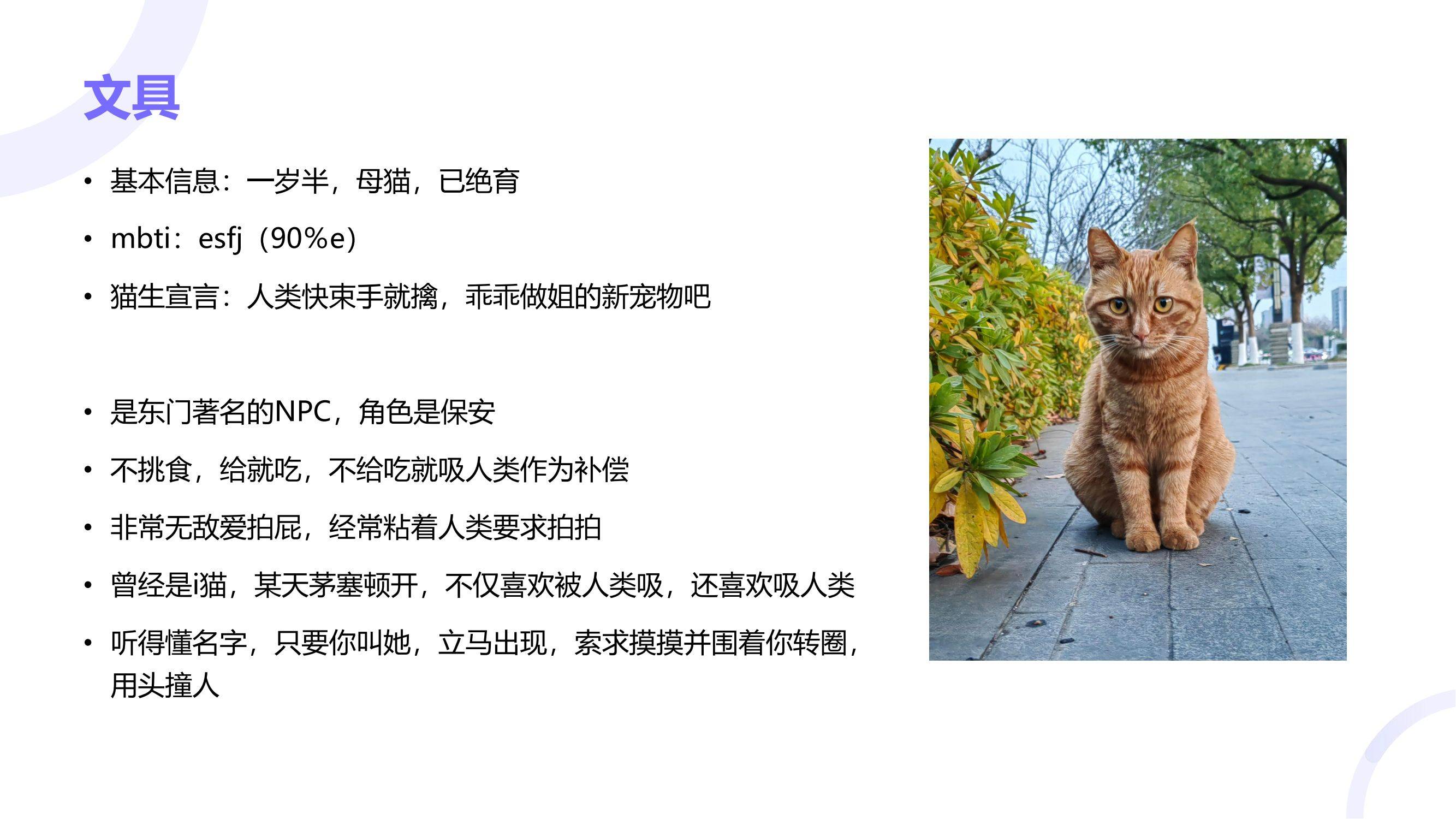 读过大学的猫咪找领养咯！