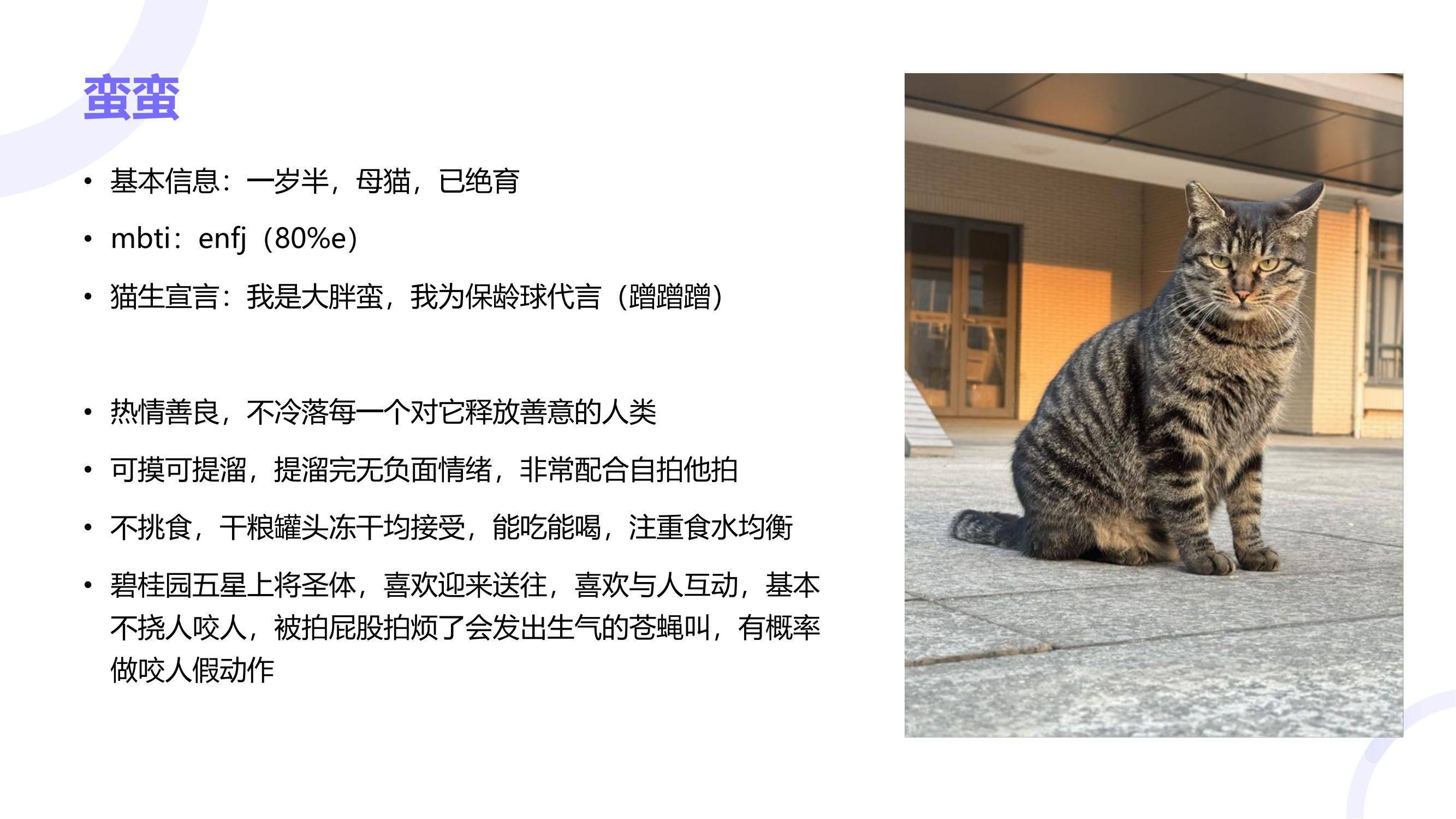 读过大学的猫咪找领养咯！