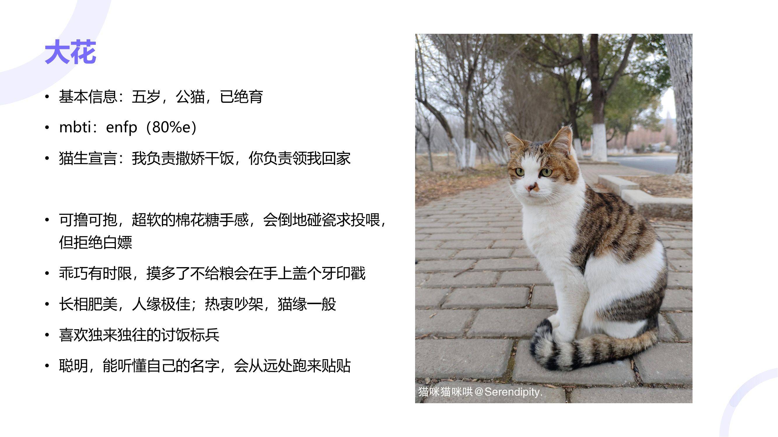 读过大学的猫咪找领养咯！
