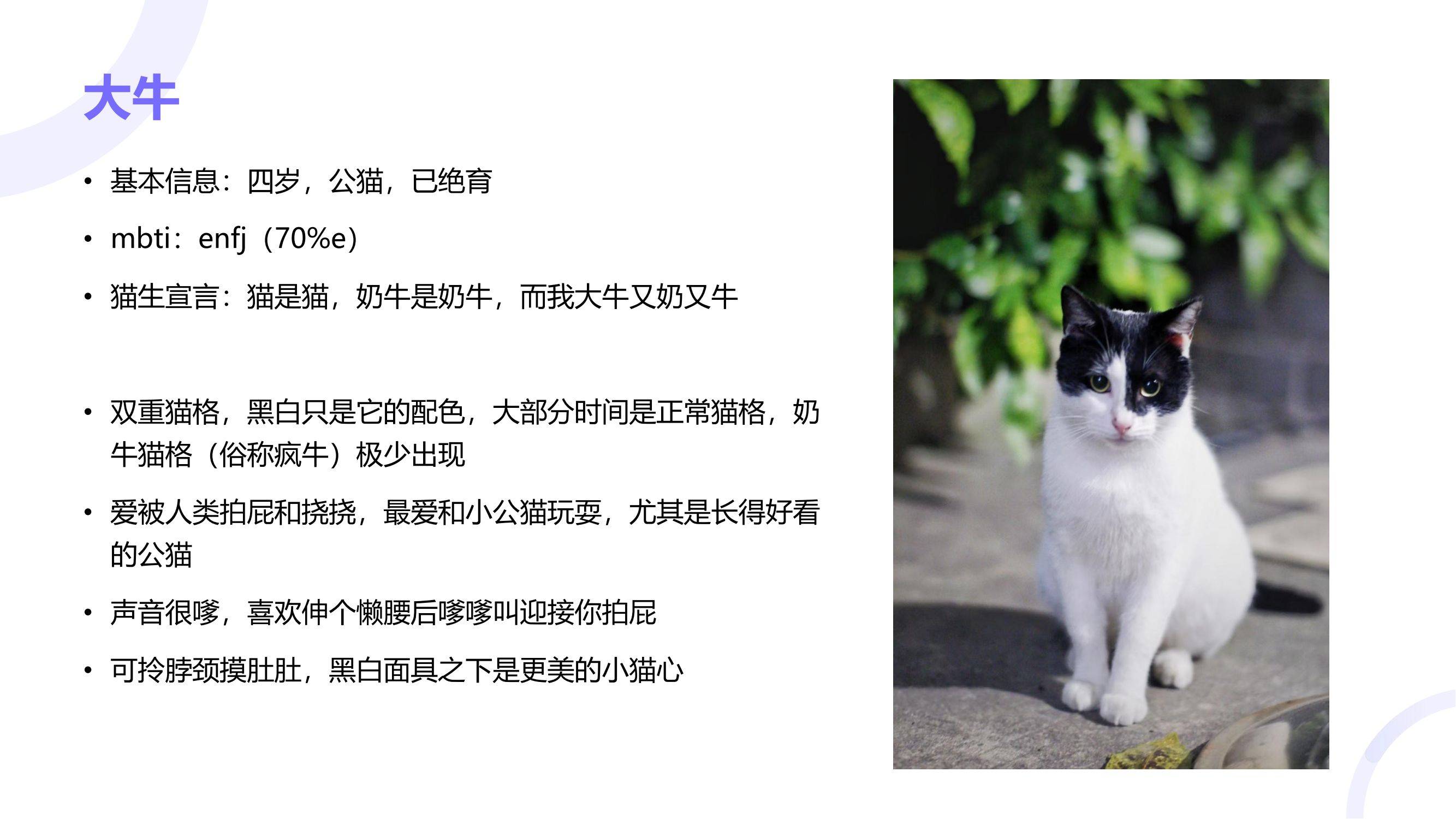 读过大学的猫咪找领养咯！