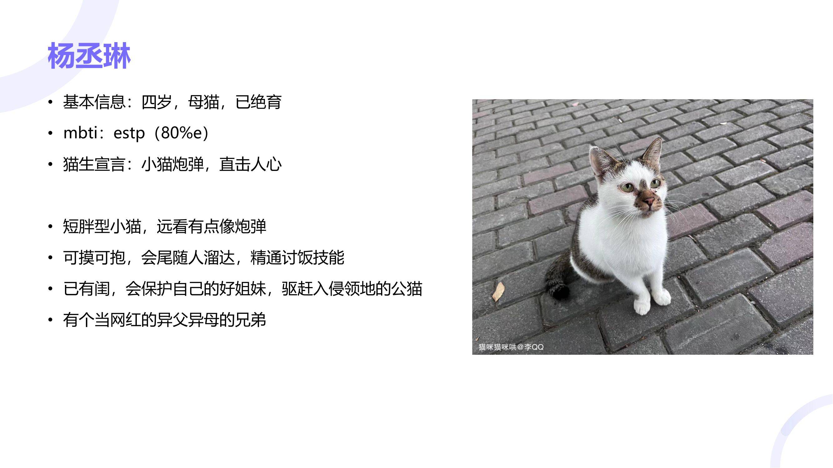 读过大学的猫咪找领养咯！