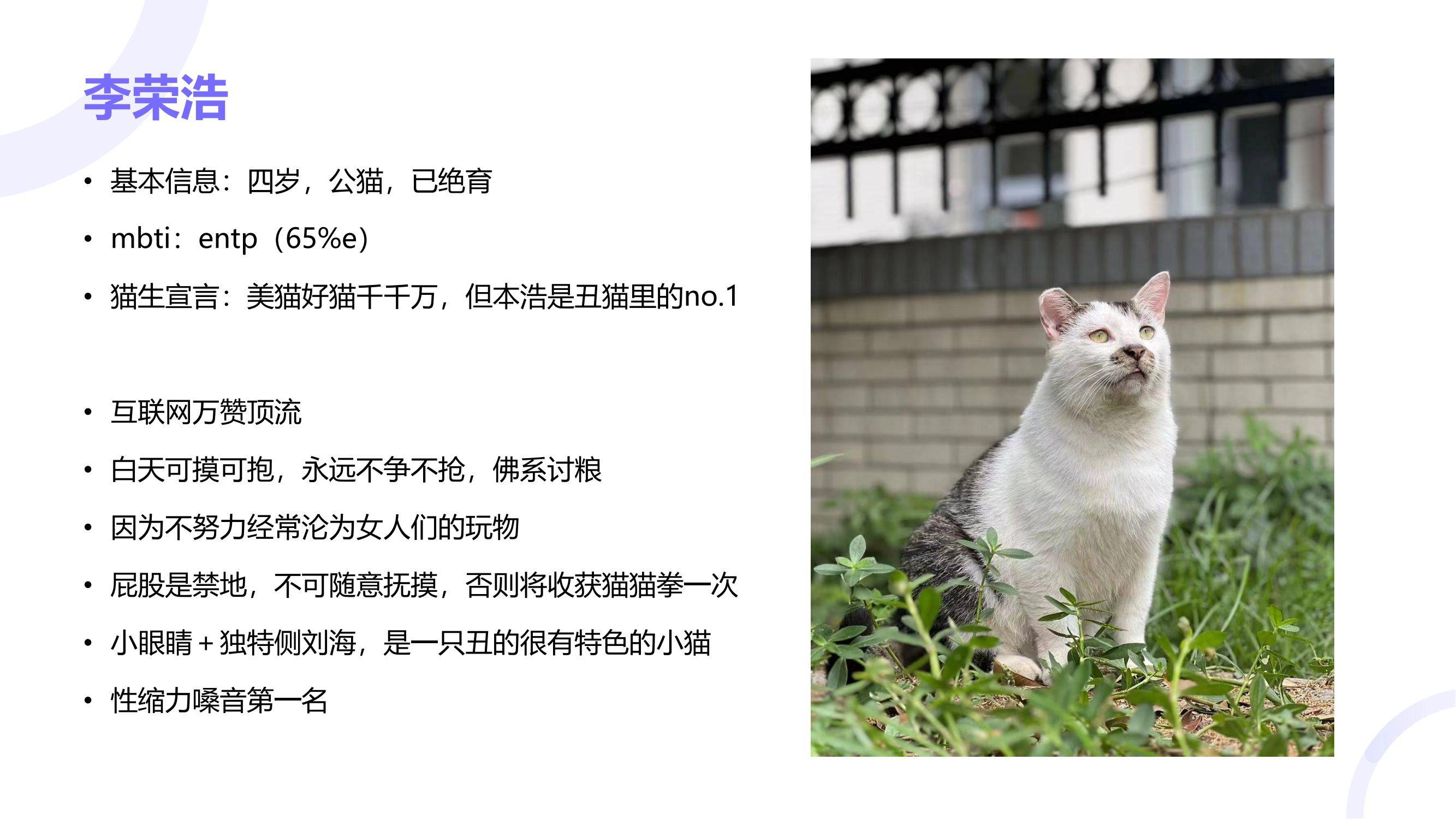 读过大学的猫咪找领养咯！