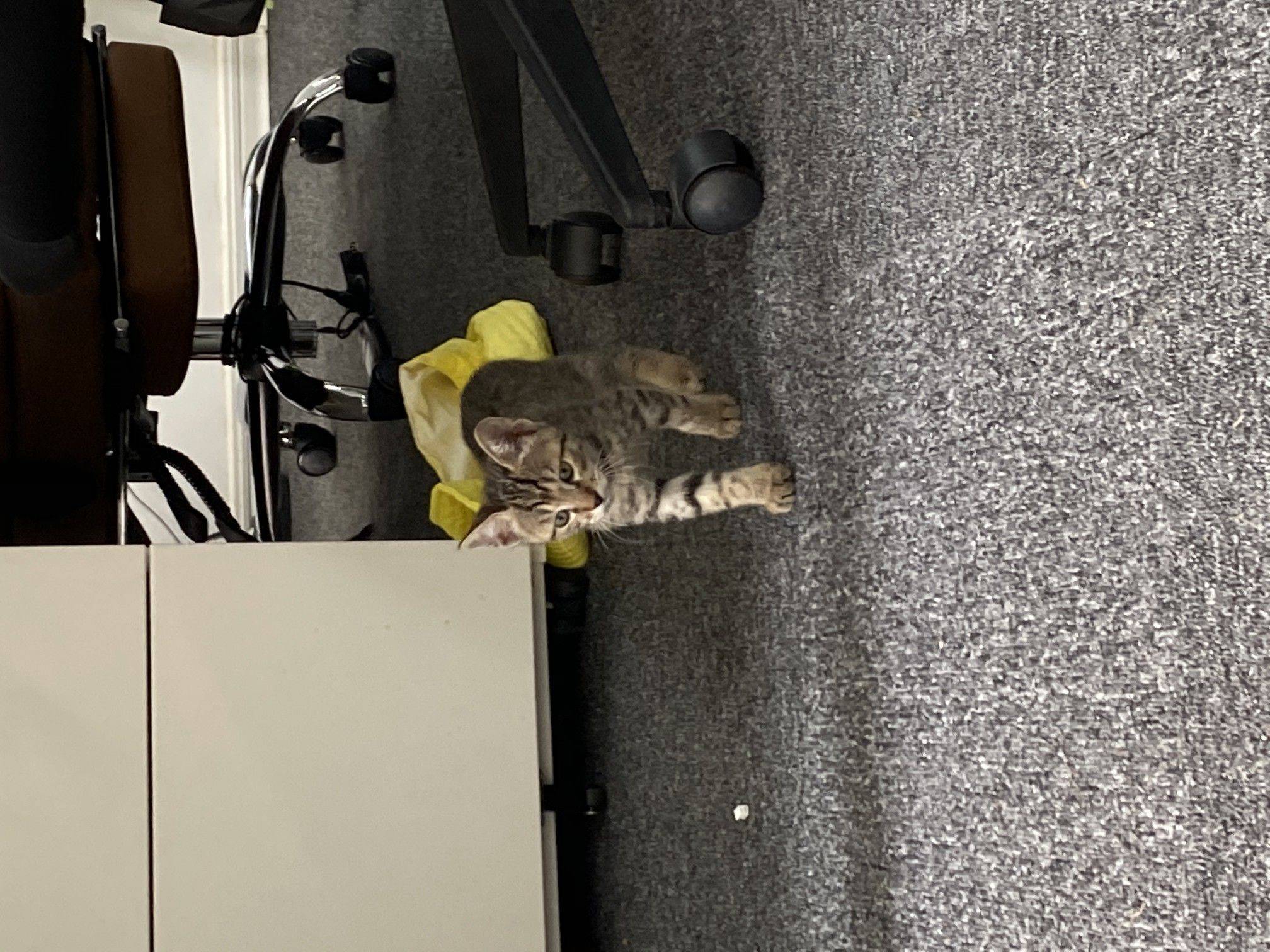 cat