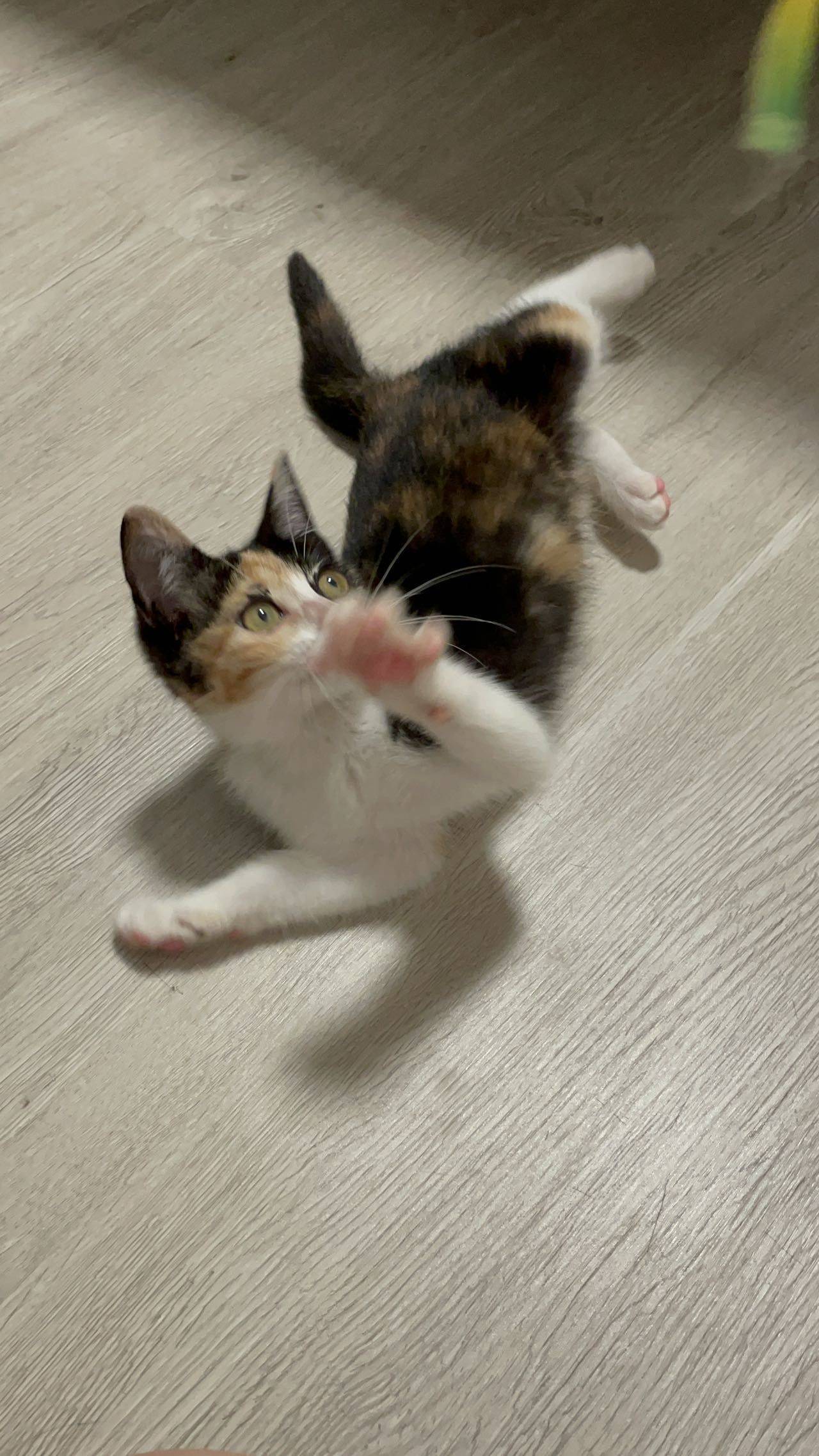 小三花领养