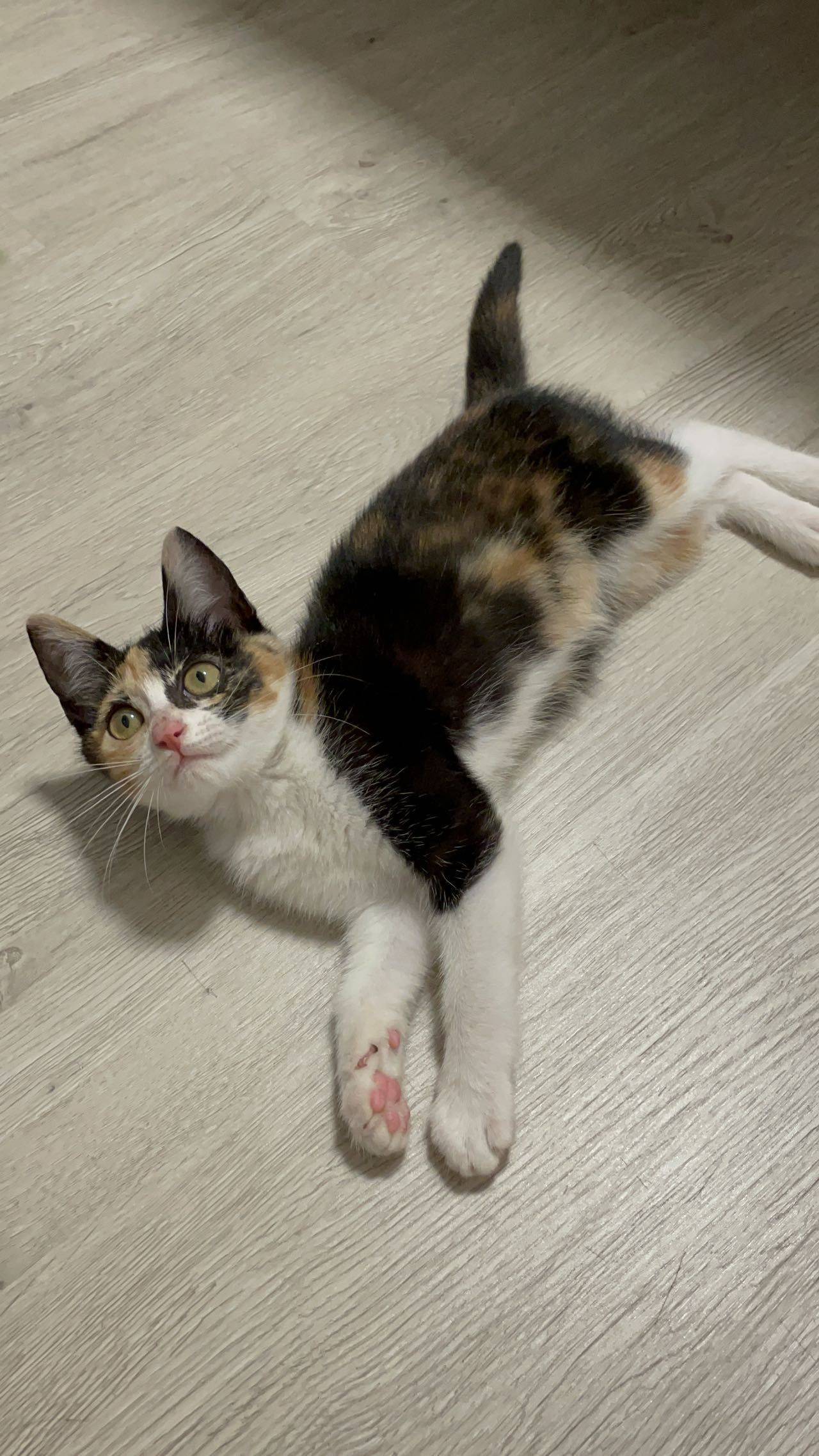 小三花领养
