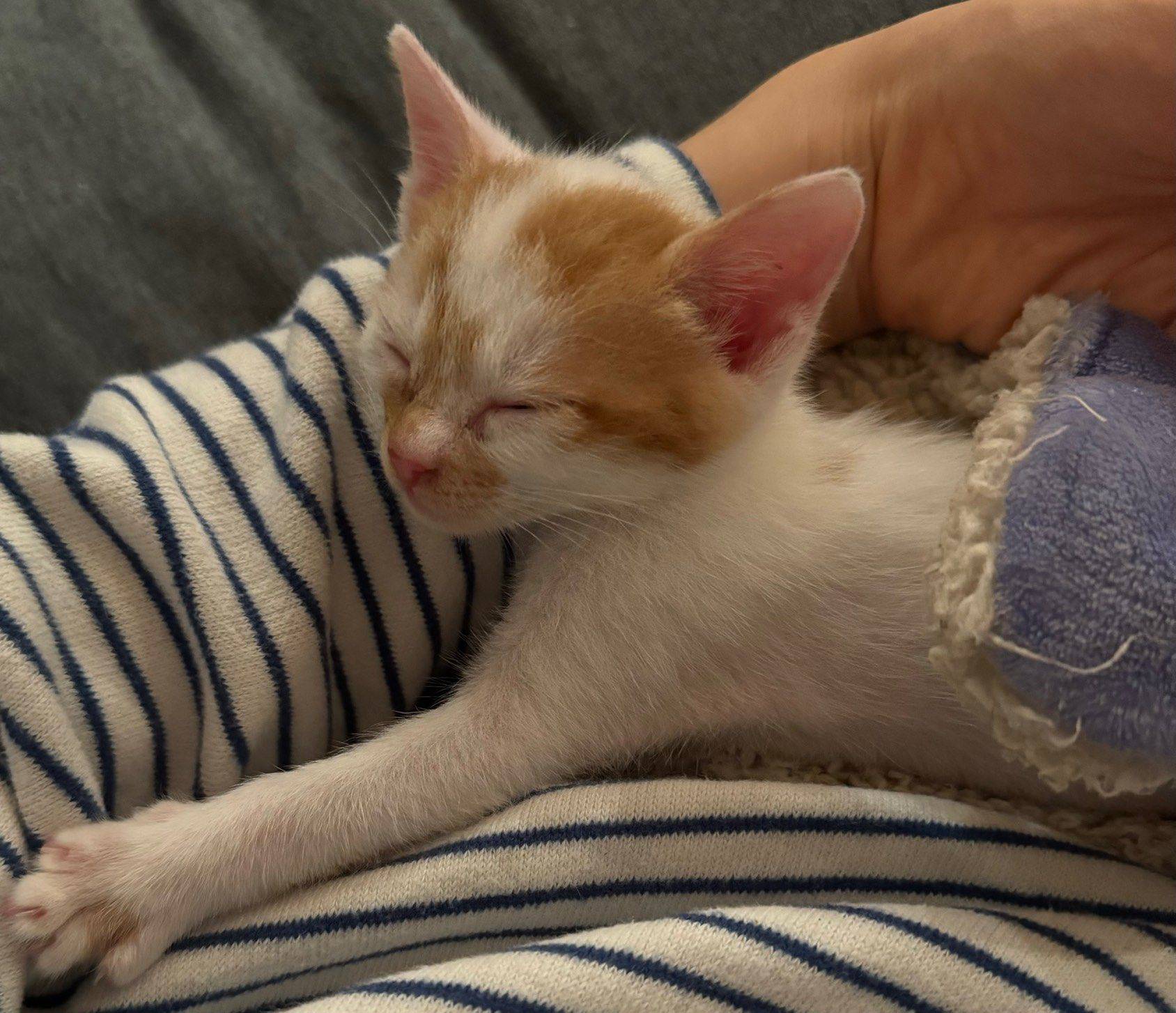 Ready to be adopted!