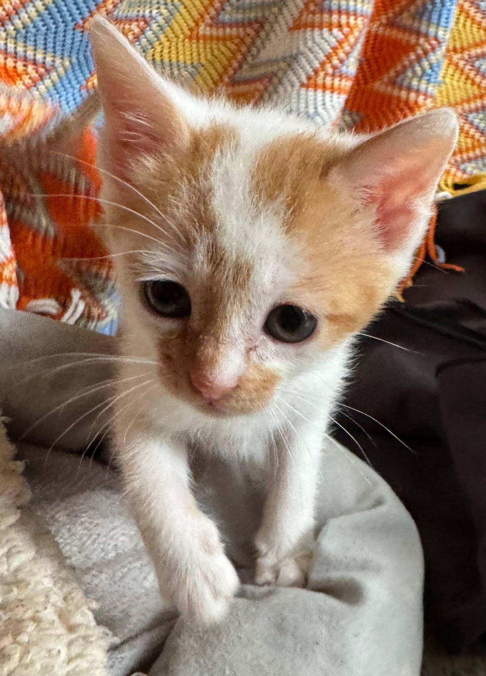 Ready to be adopted!
