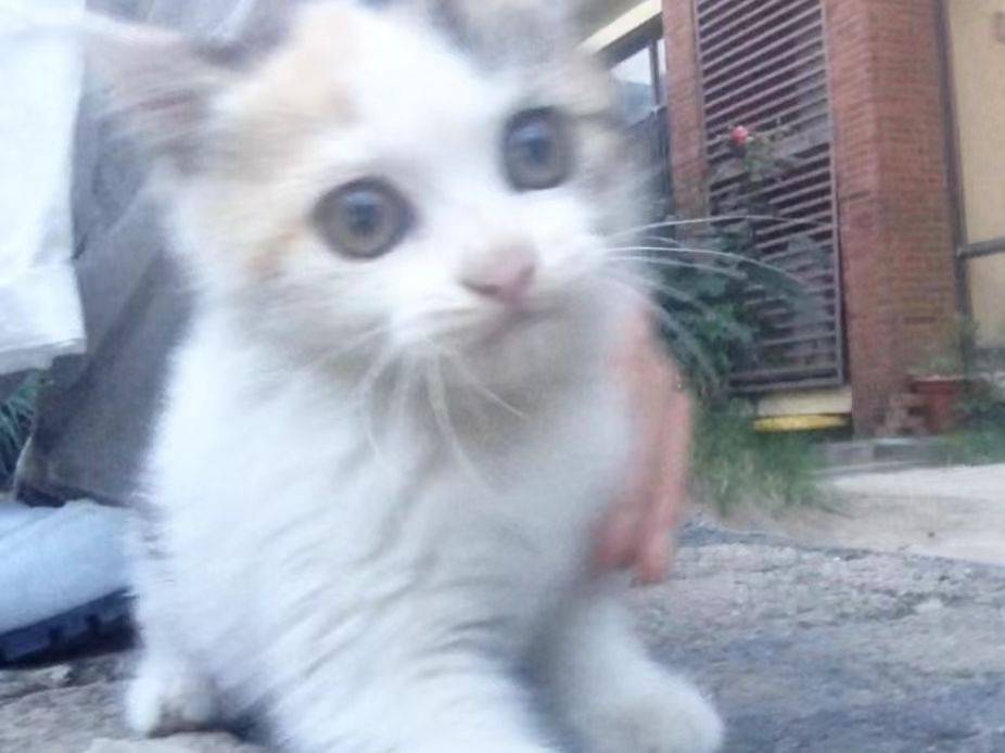 杭州富阳区小猫找领养=^.⩊.^=