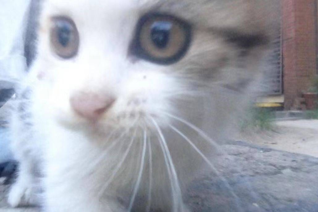 杭州富阳区小猫找领养=^.⩊.^=