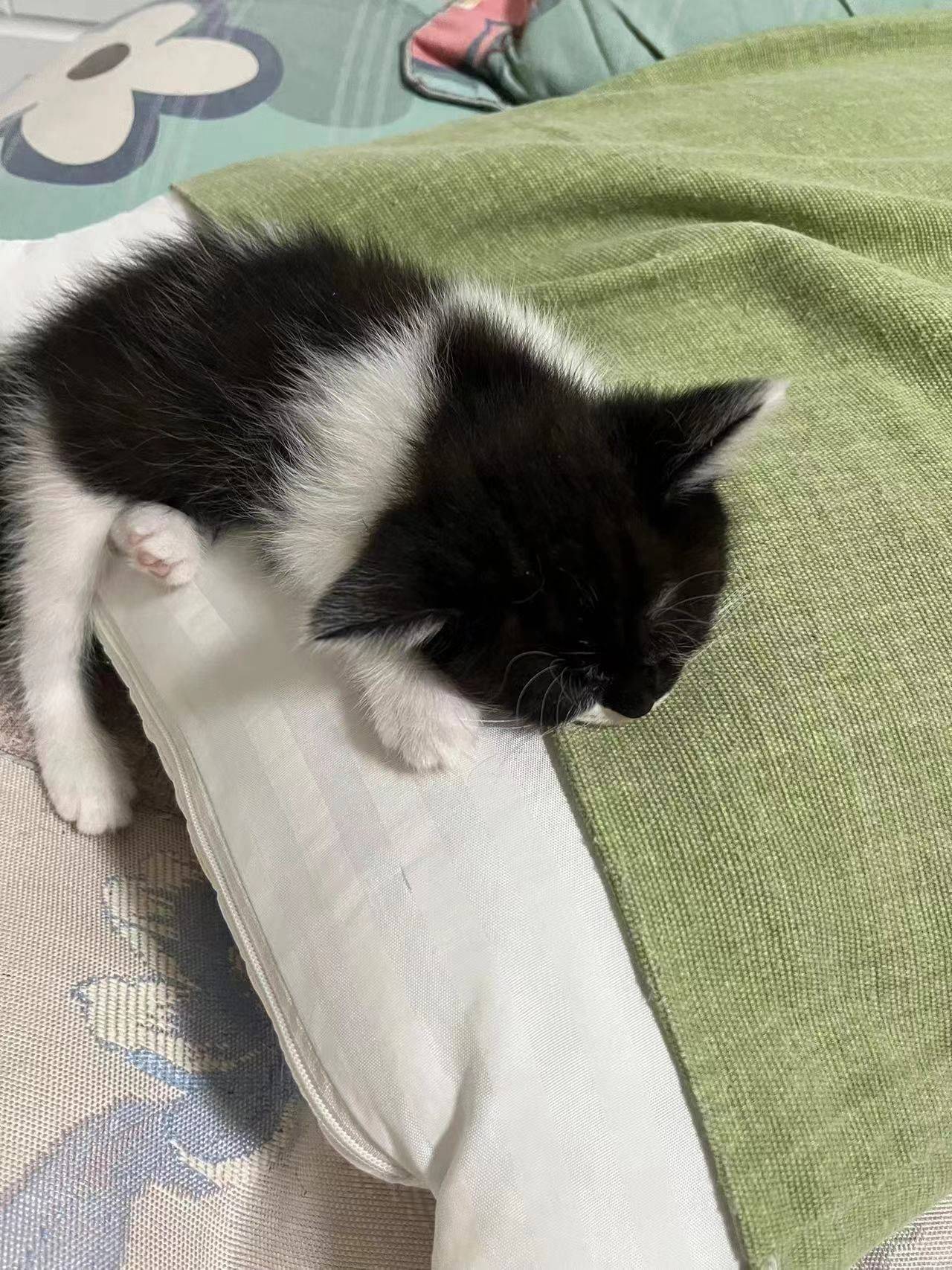 免费转让两个月大的奶牛猫，妹妹，身体好。