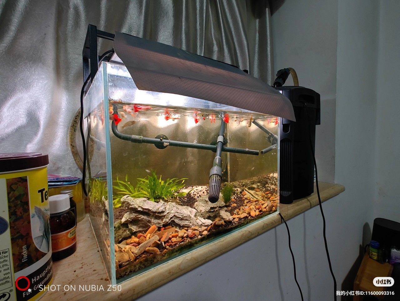 fishtanks and fishes_2