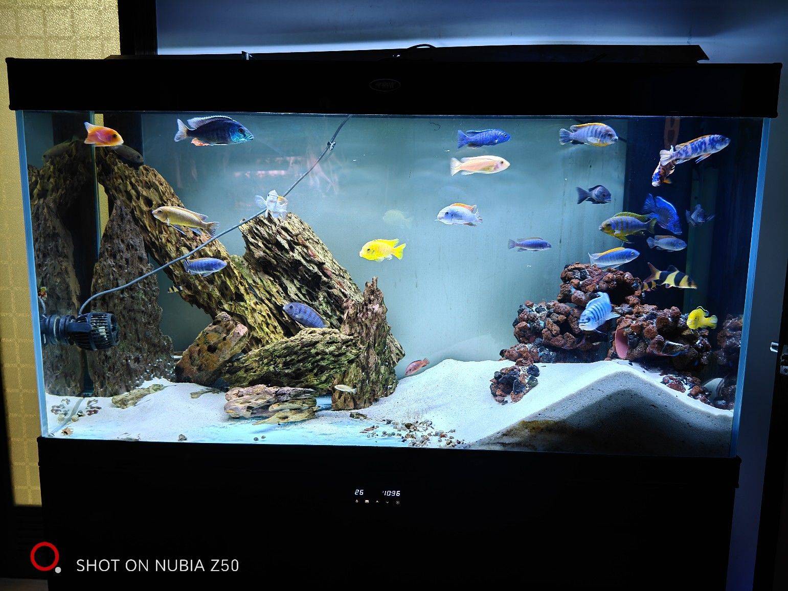 fishtanks and fishes_3