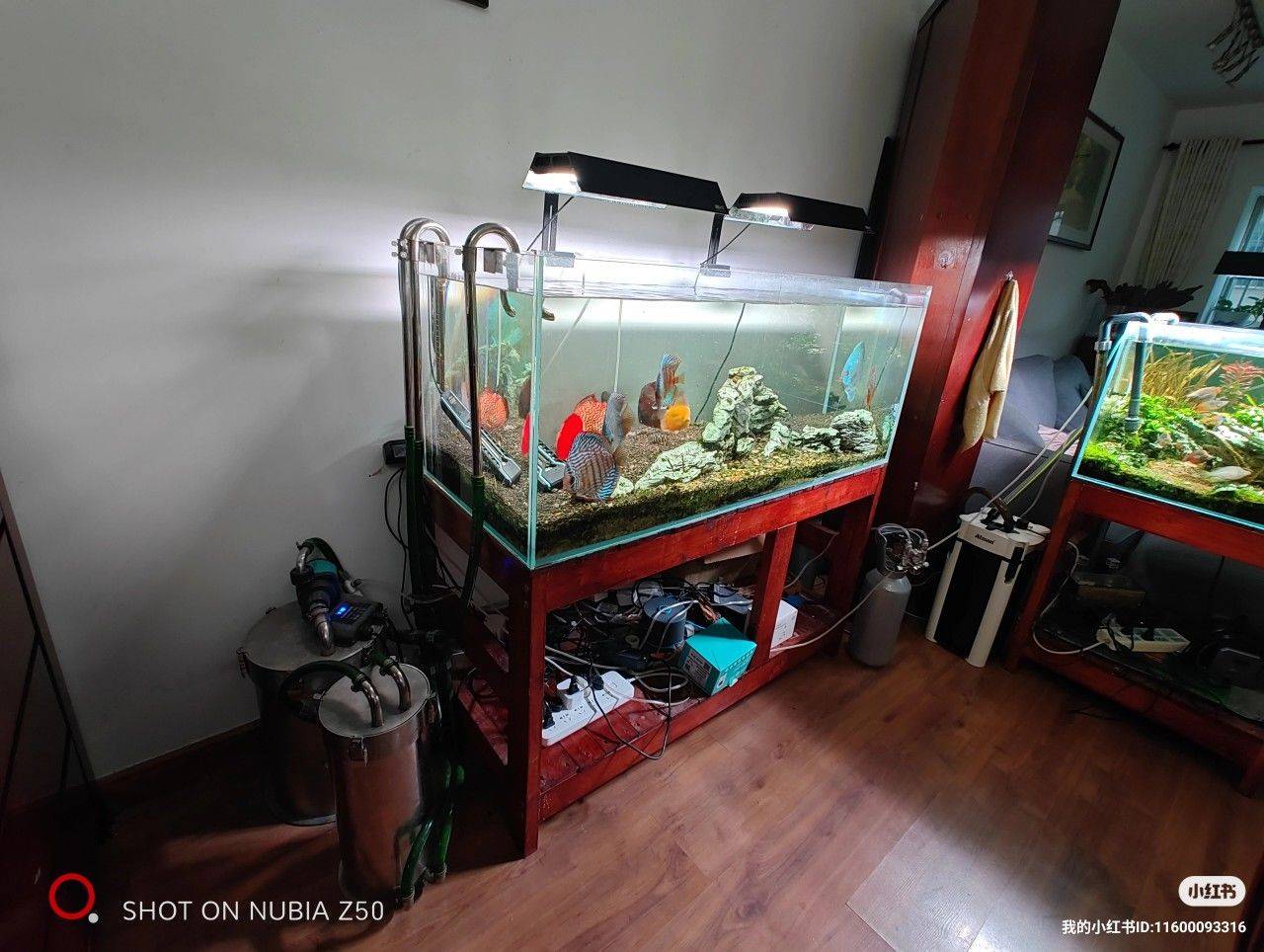 fishtanks and fishes