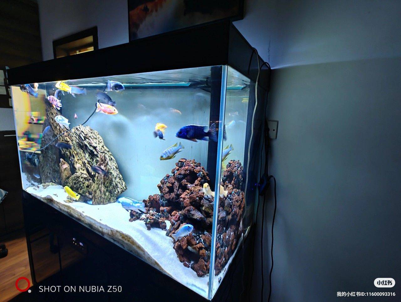 fishtanks and fishes_1
