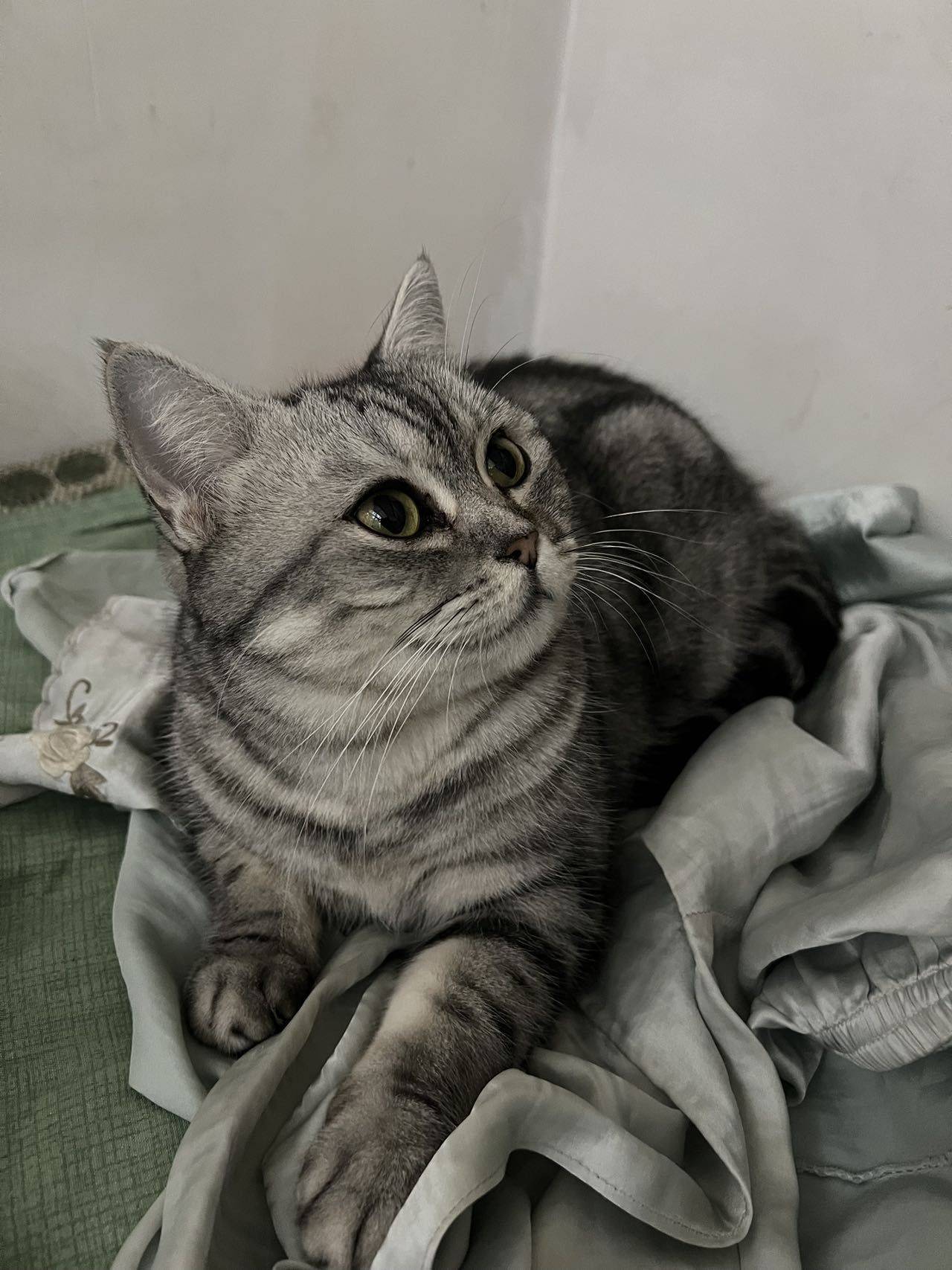 猫咪还在，无偿领养猫咪，三岁女孩，美短虎_2