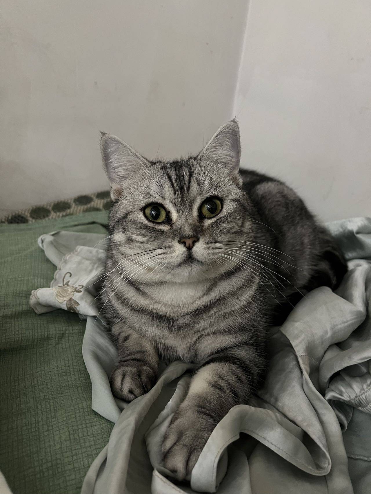 猫咪还在，无偿领养猫咪，三岁女孩，美短虎_1