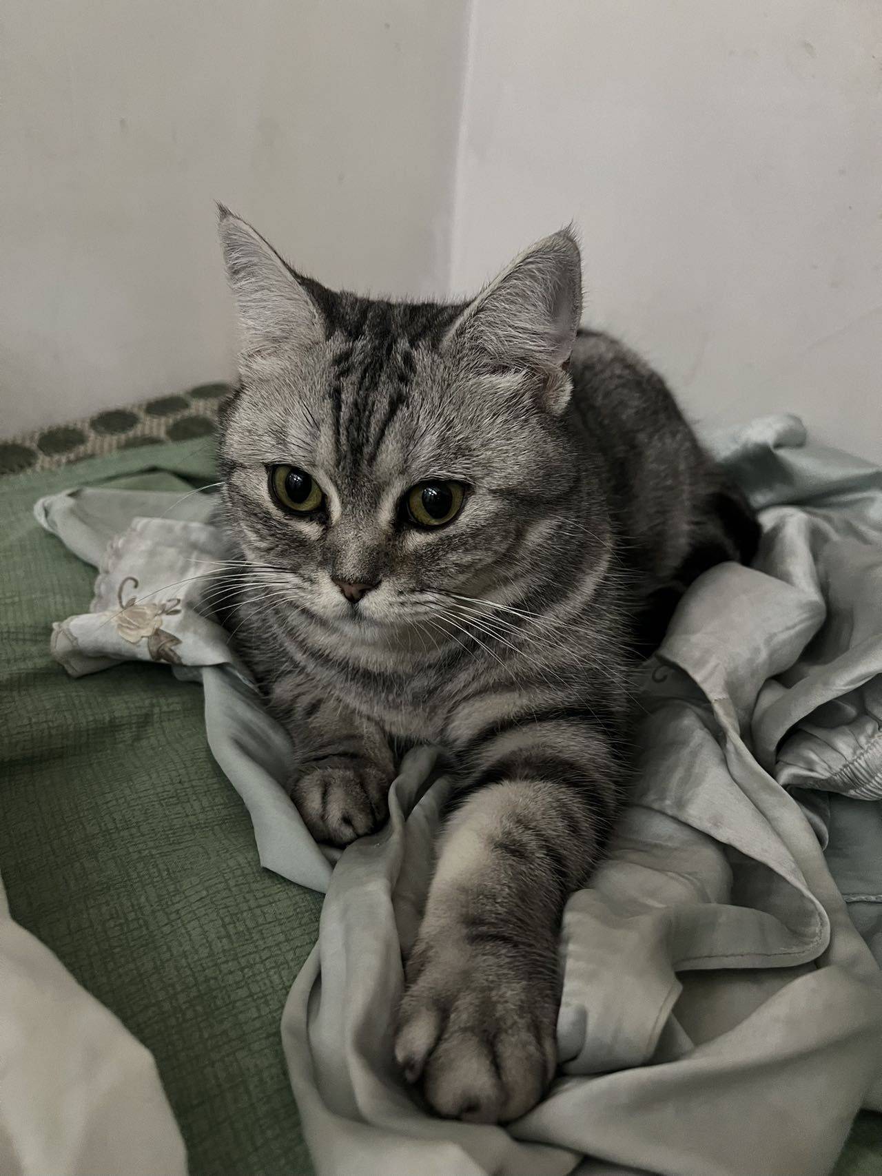 猫咪还在，无偿领养猫咪，三岁女孩，美短虎