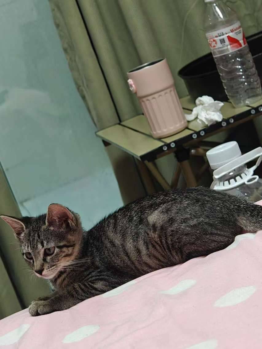 【免费领养】主人从小养到大的猫咪现在四个_1