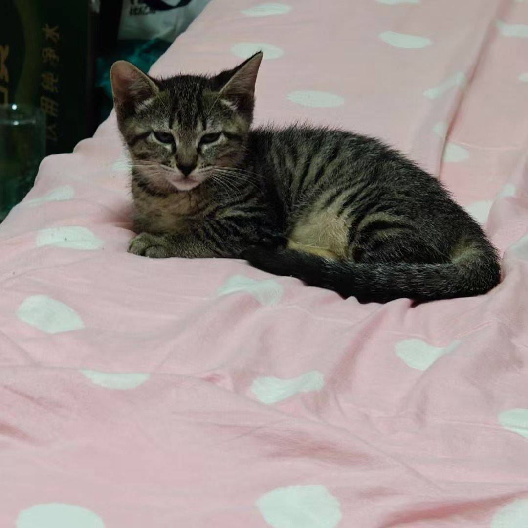 【免费领养】主人从小养到大的猫咪现在四个_0