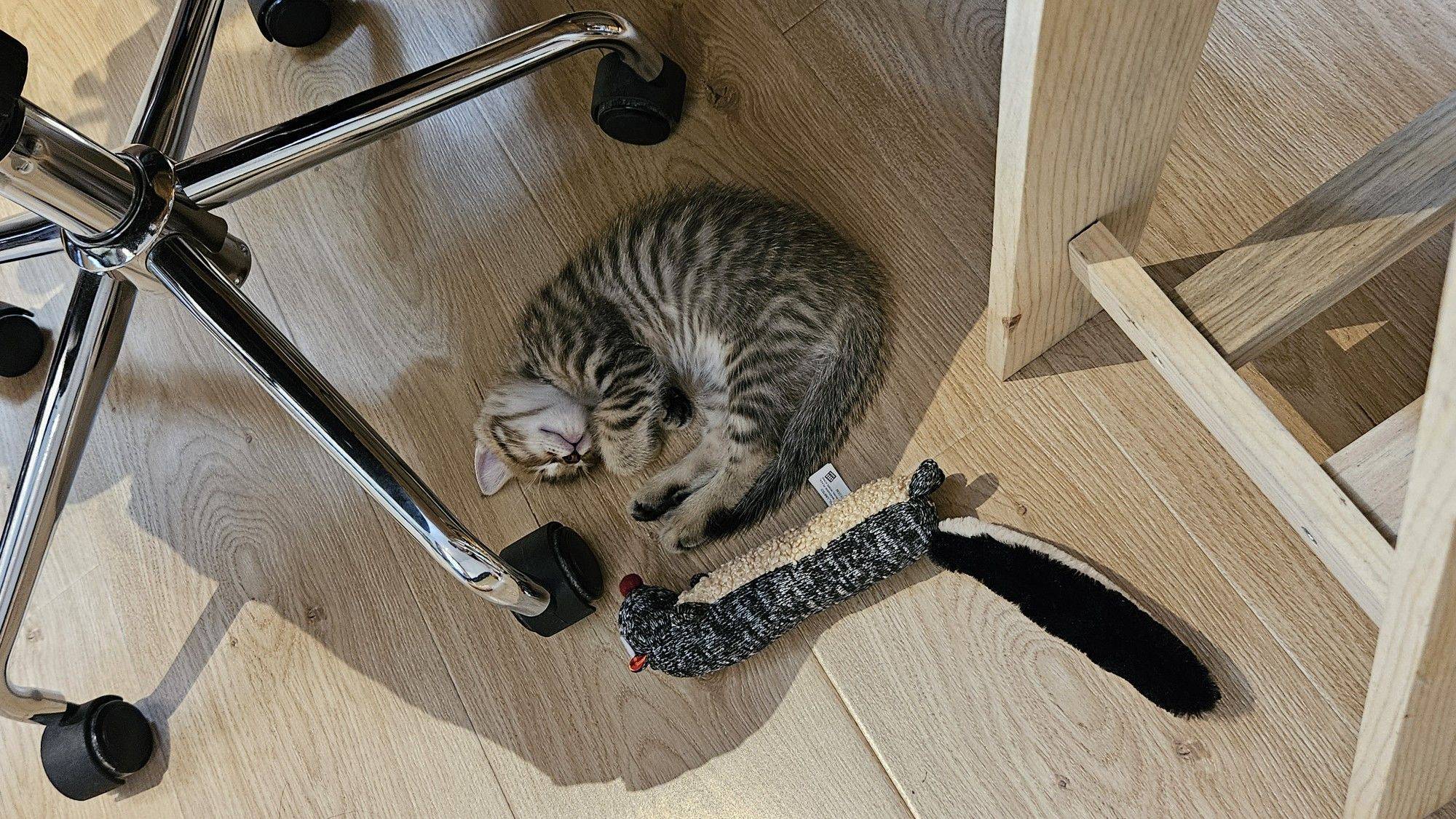 狸花男猫一只求领养，收养的时候很心动但本