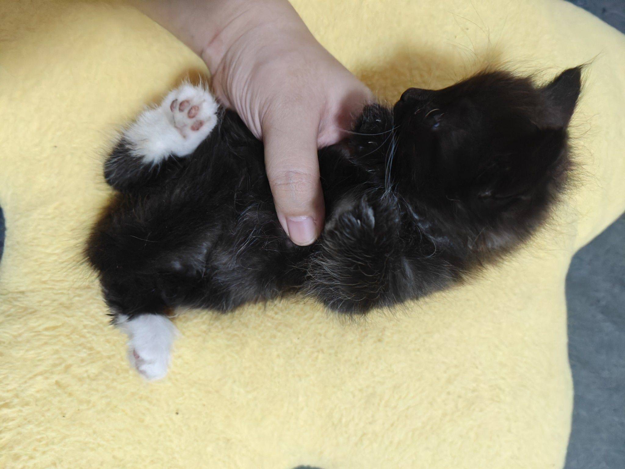 无偿领养，请爱护小猫咪只支持本地自提_1