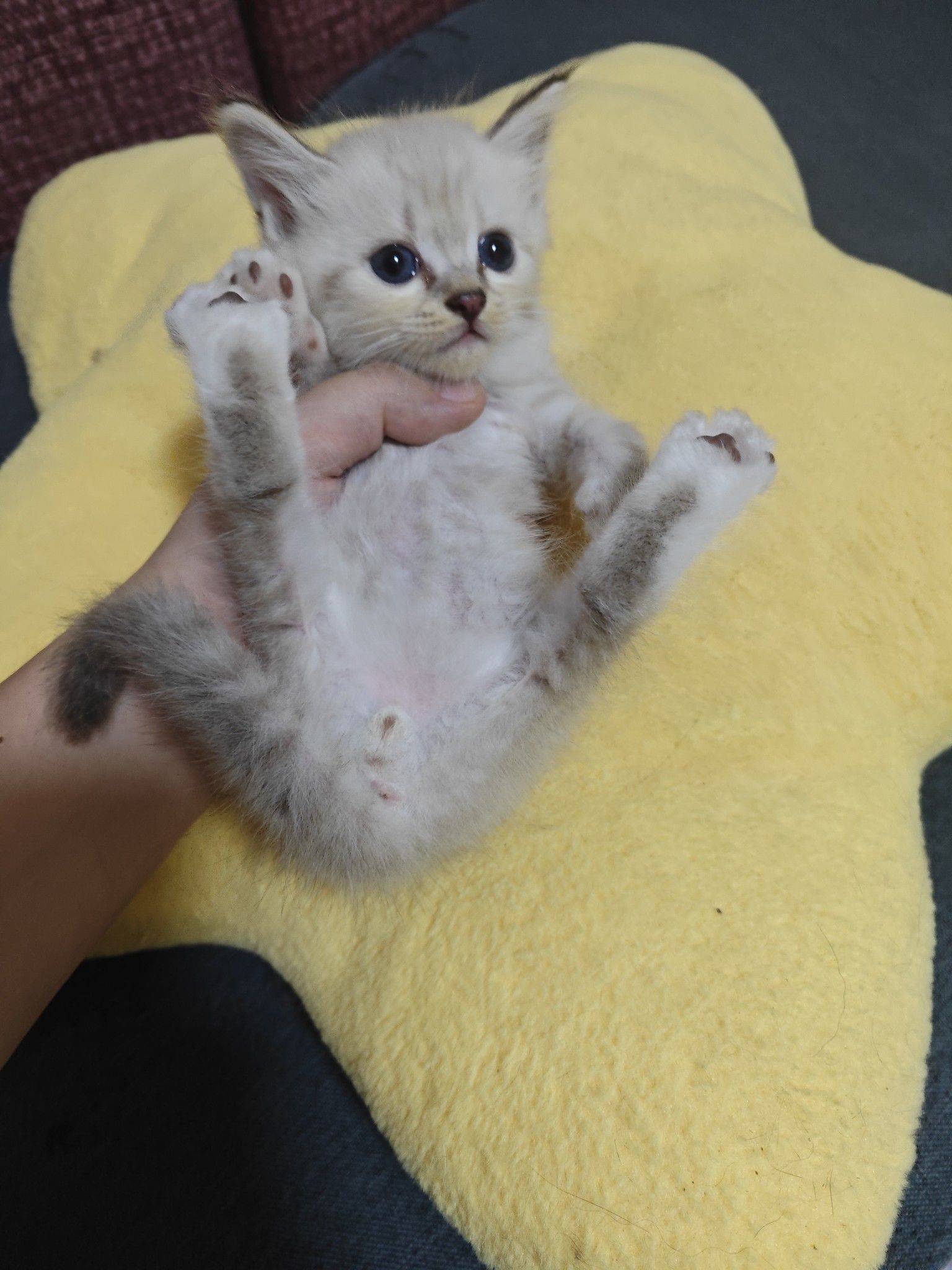 无偿领养，请爱护小猫咪只支持本地自提_3