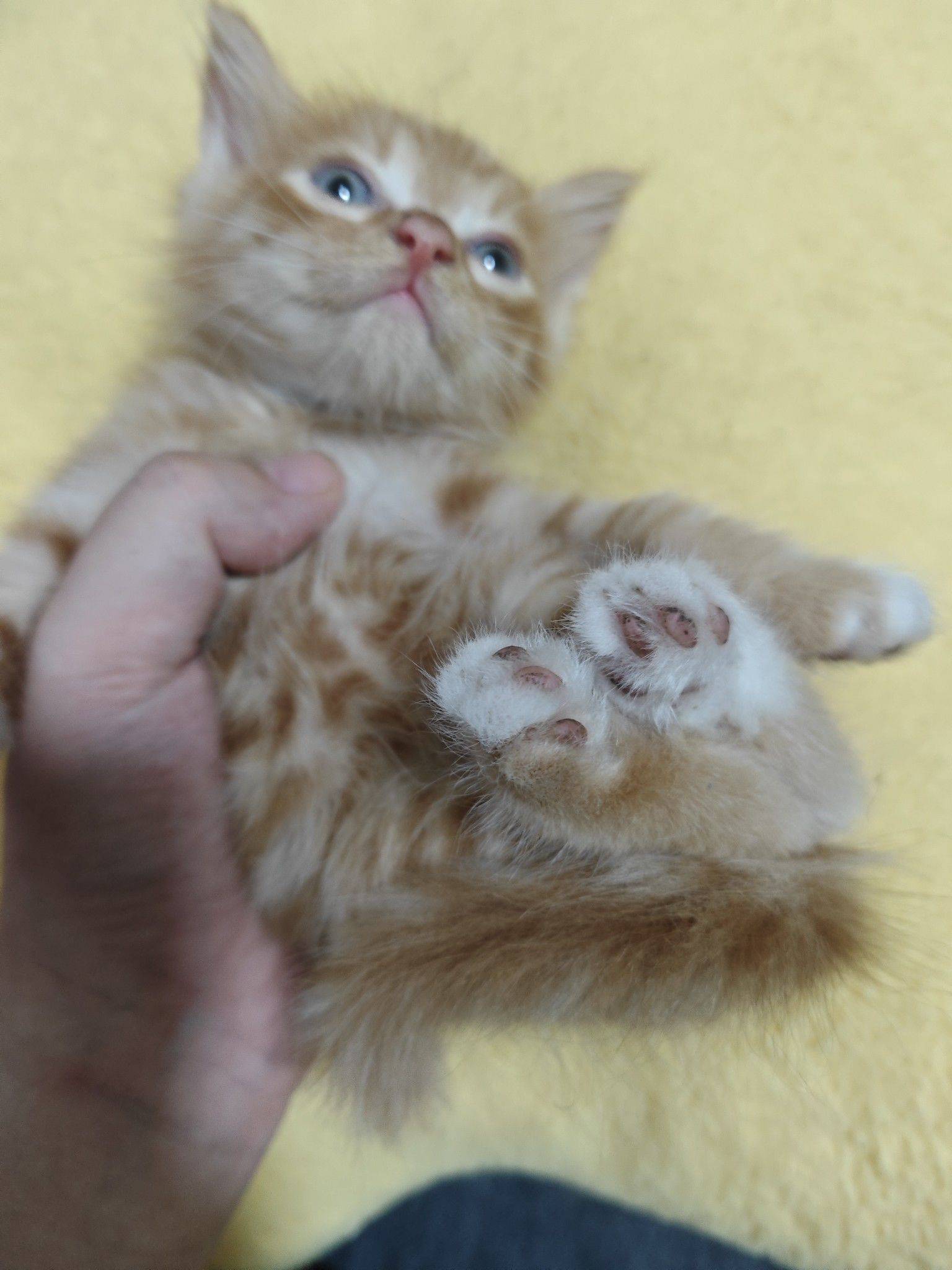 无偿领养，请爱护小猫咪只支持本地自提_4