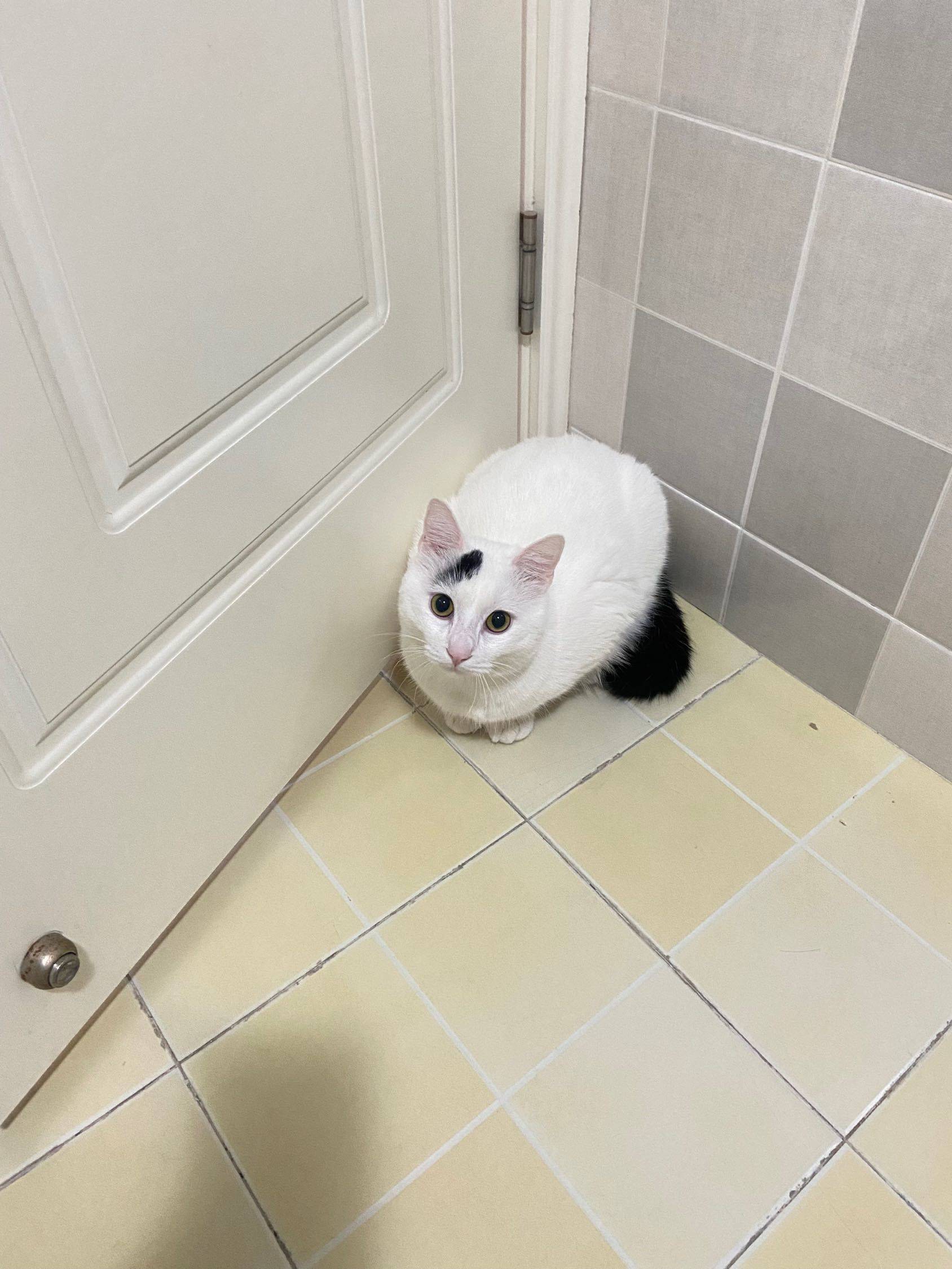 免费领养小猫咪_3
