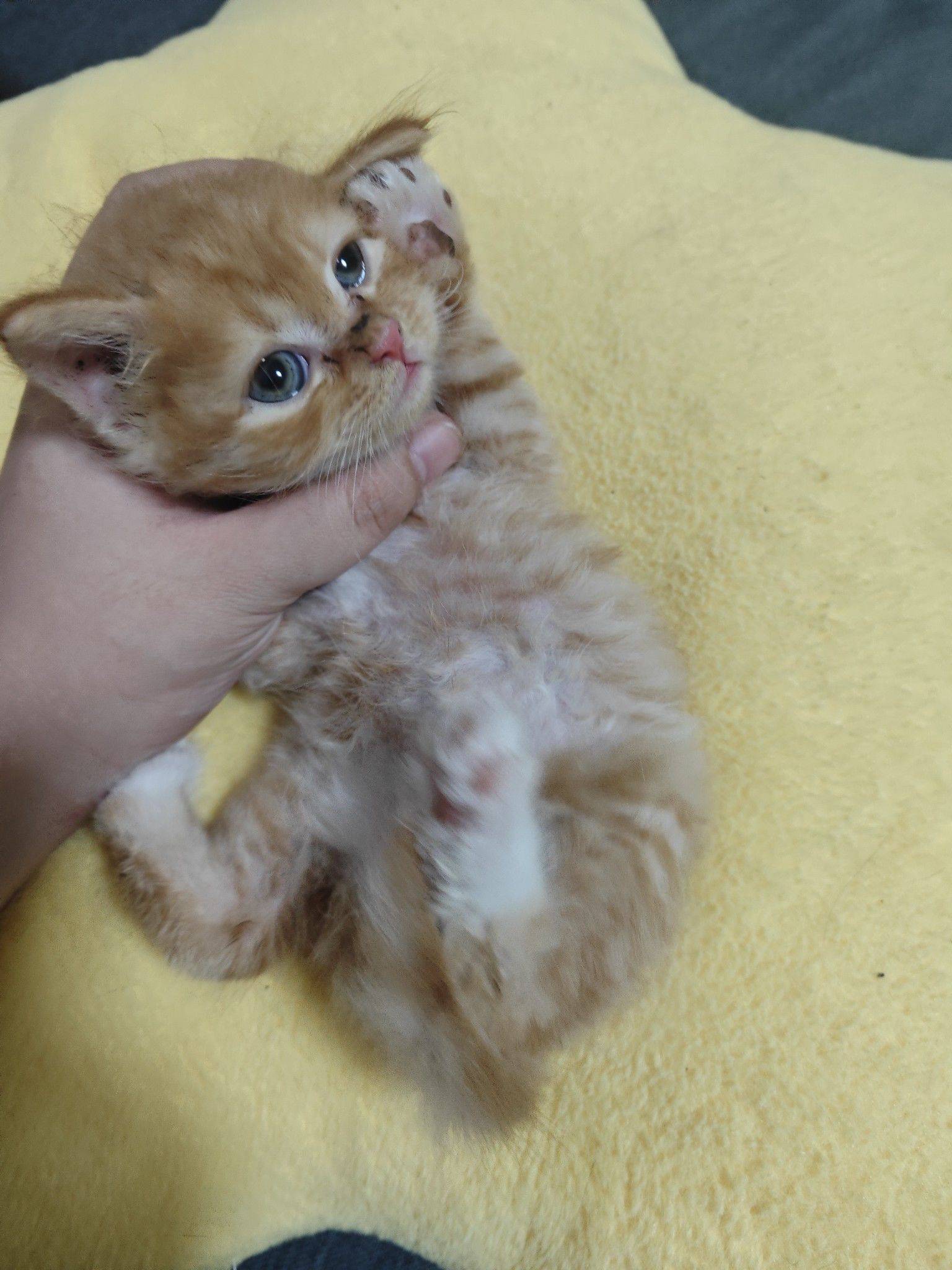 无偿领养，请爱护小猫咪只支持本地自提_2