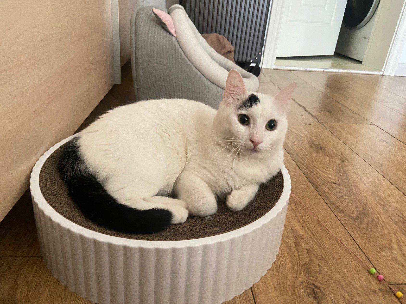免费领养小猫咪_0